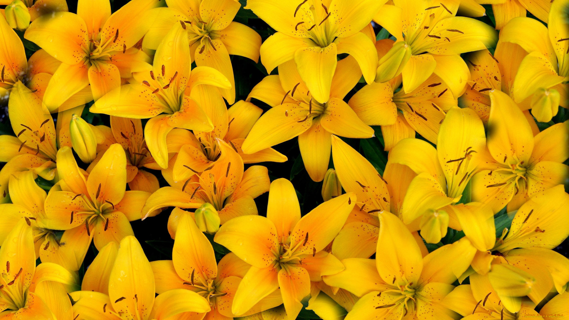 цветы, лилии, , лилейники, лепестки, желтый