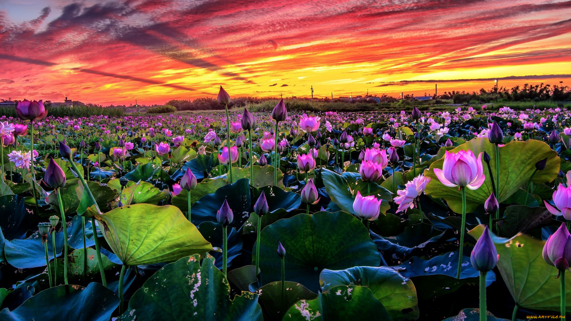 цветы, лотосы, закат
