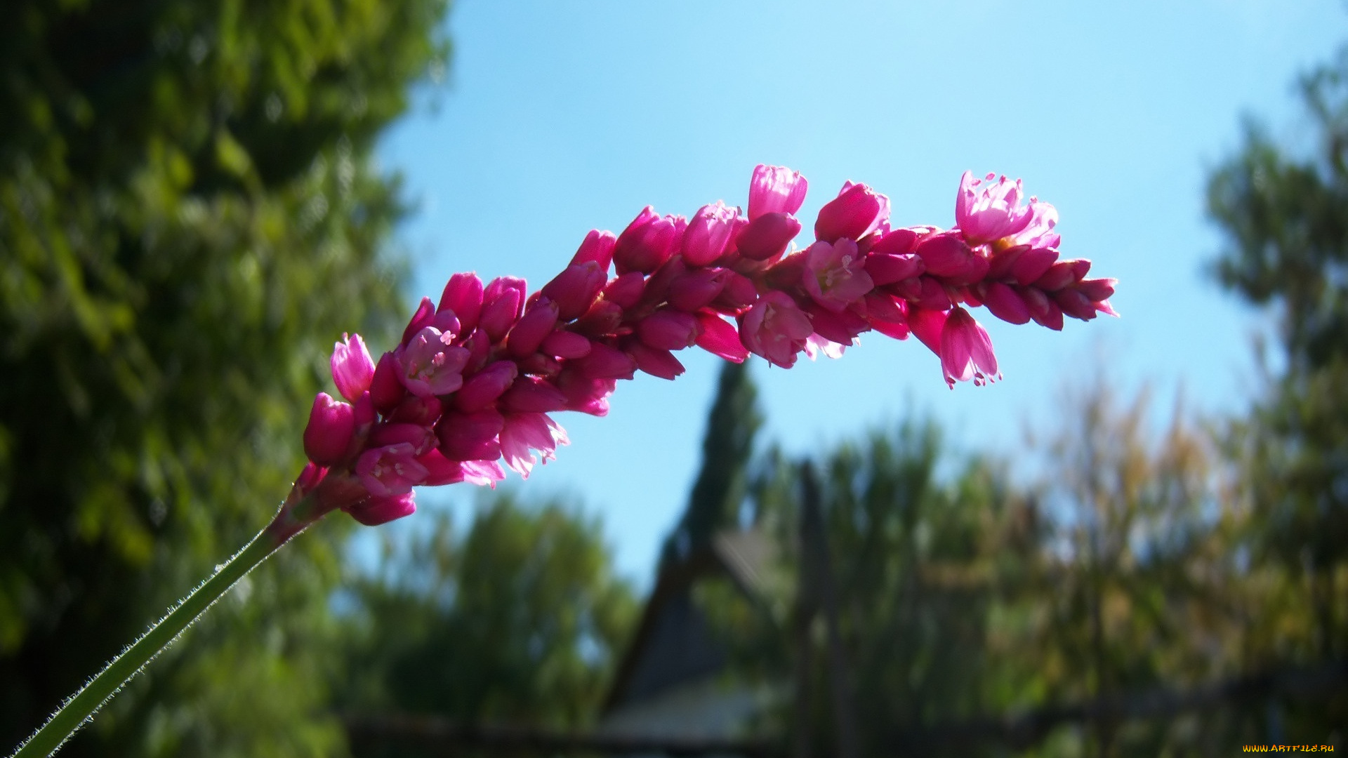 цветы, макро