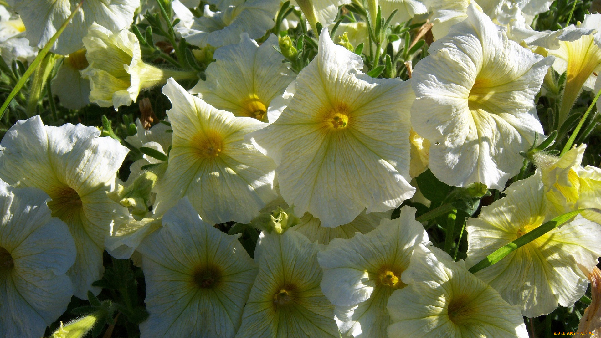 цветы, петунии, , калибрахоа, клумба