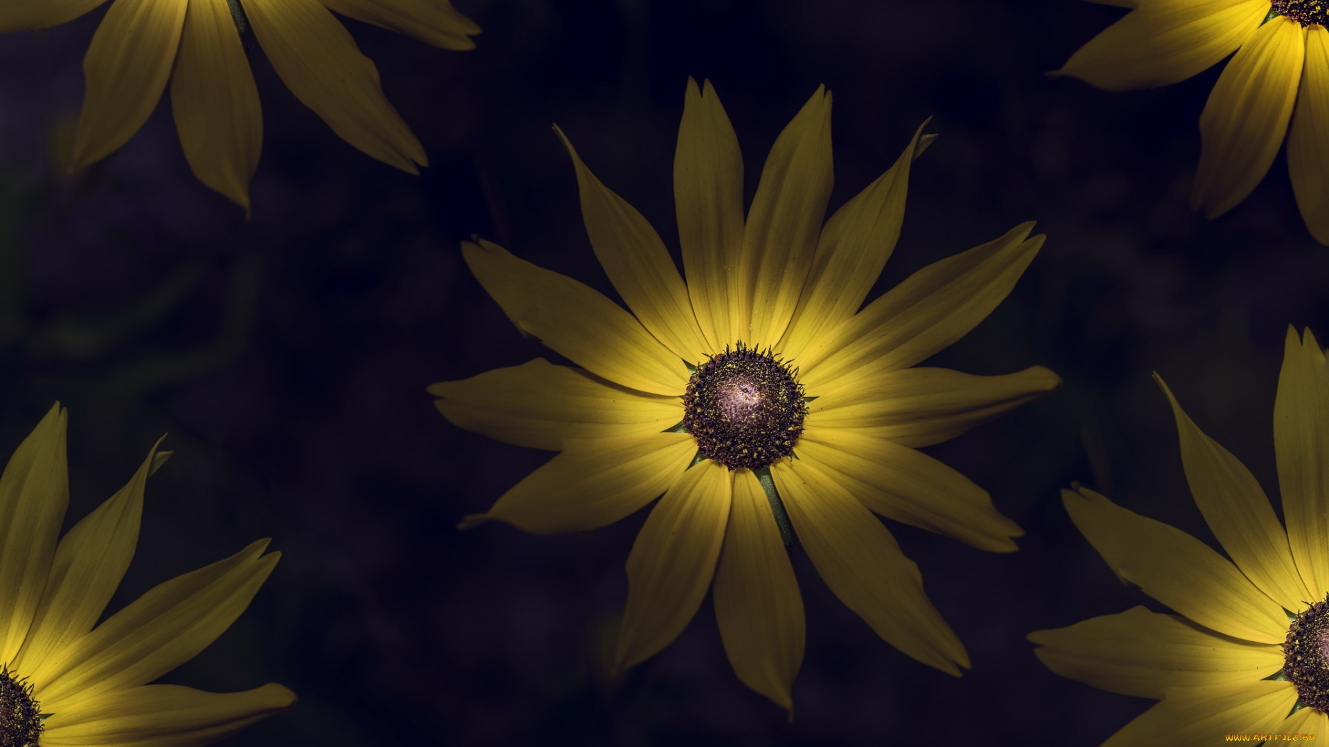 цветы, подсолнухи