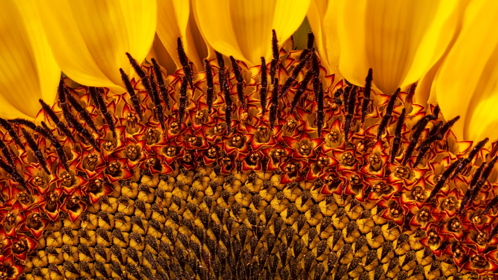 цветы, подсолнухи, макро