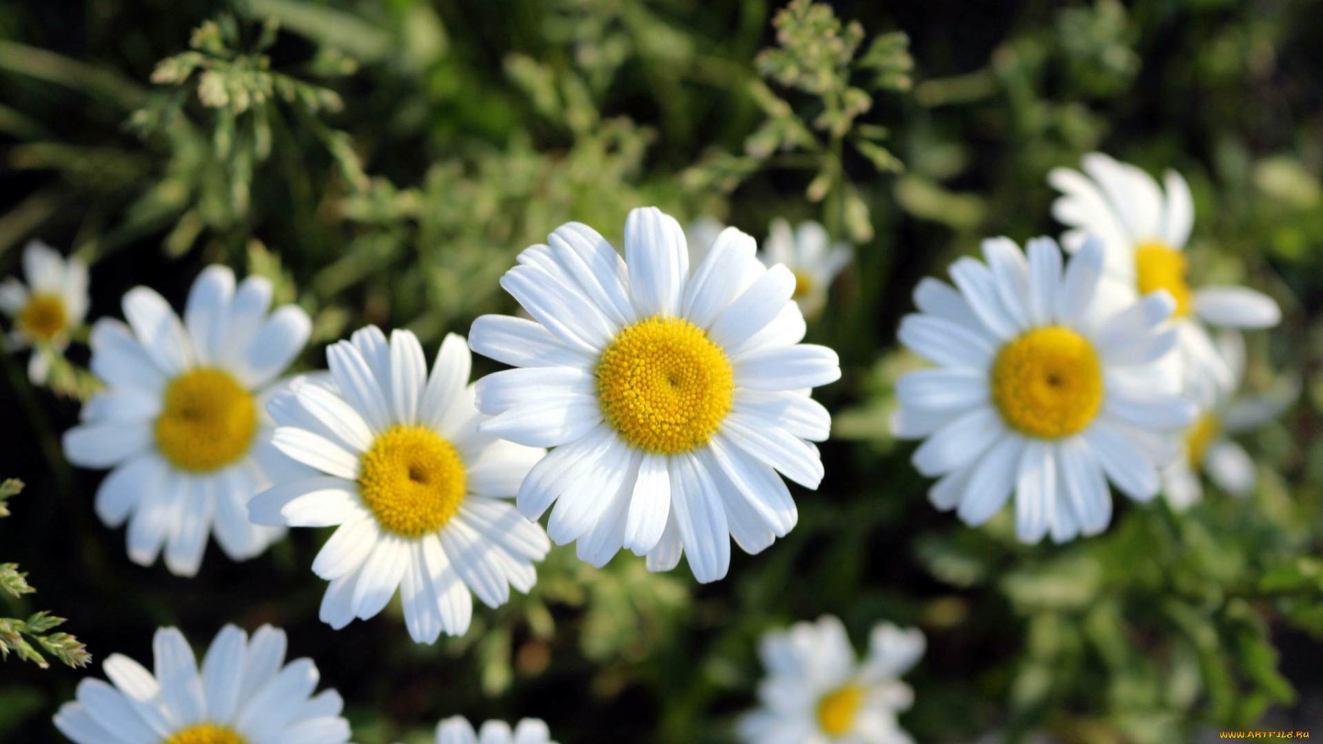 цветы, ромашки, белый