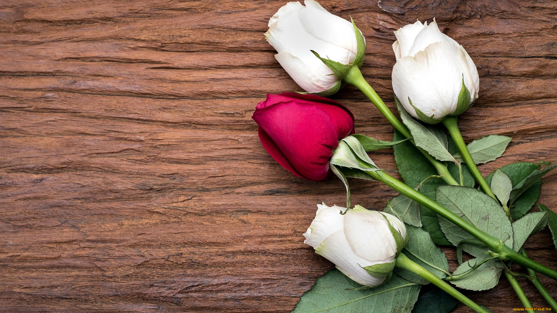 цветы, розы, бутоны