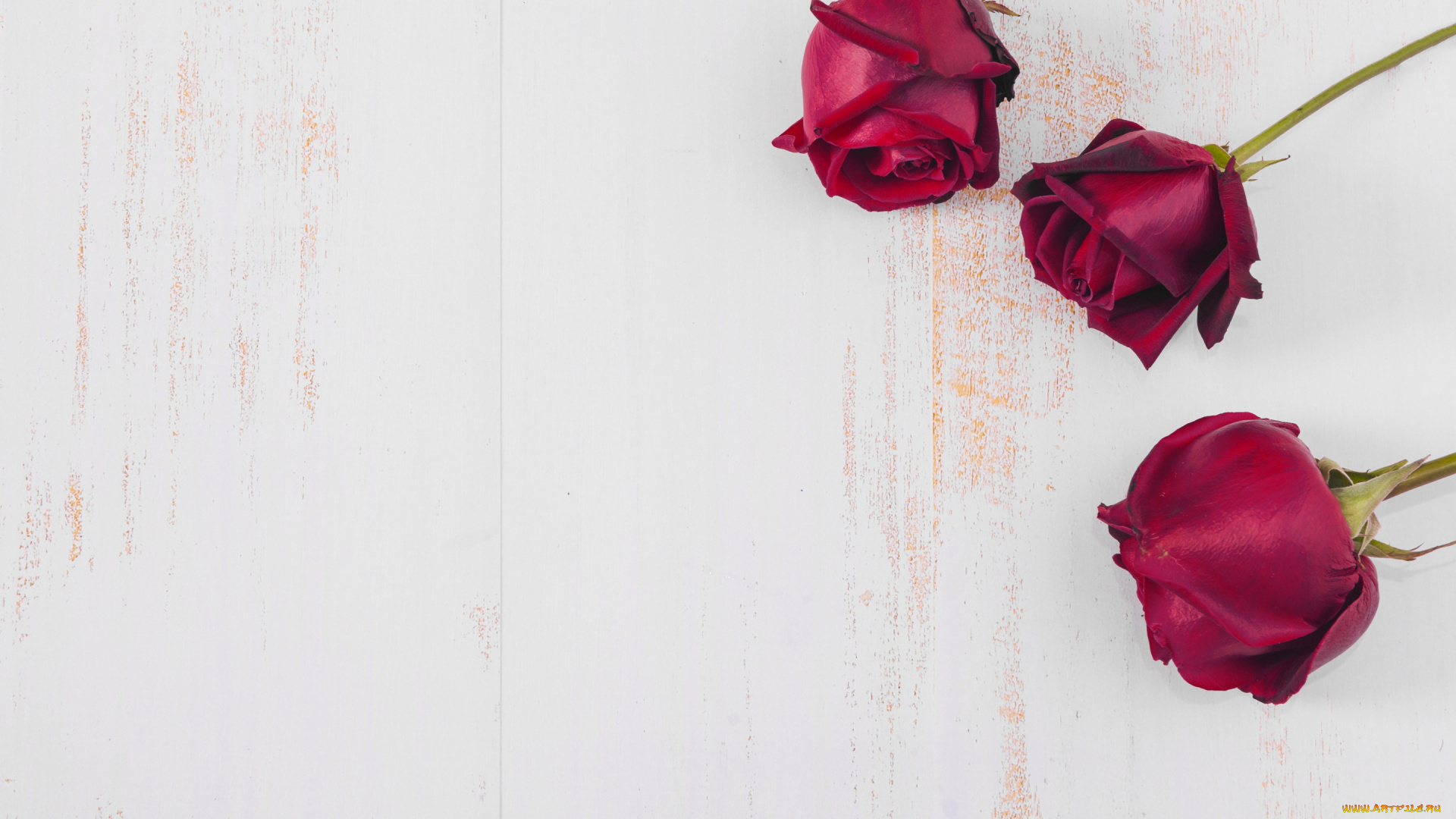 цветы, розы, бутоны