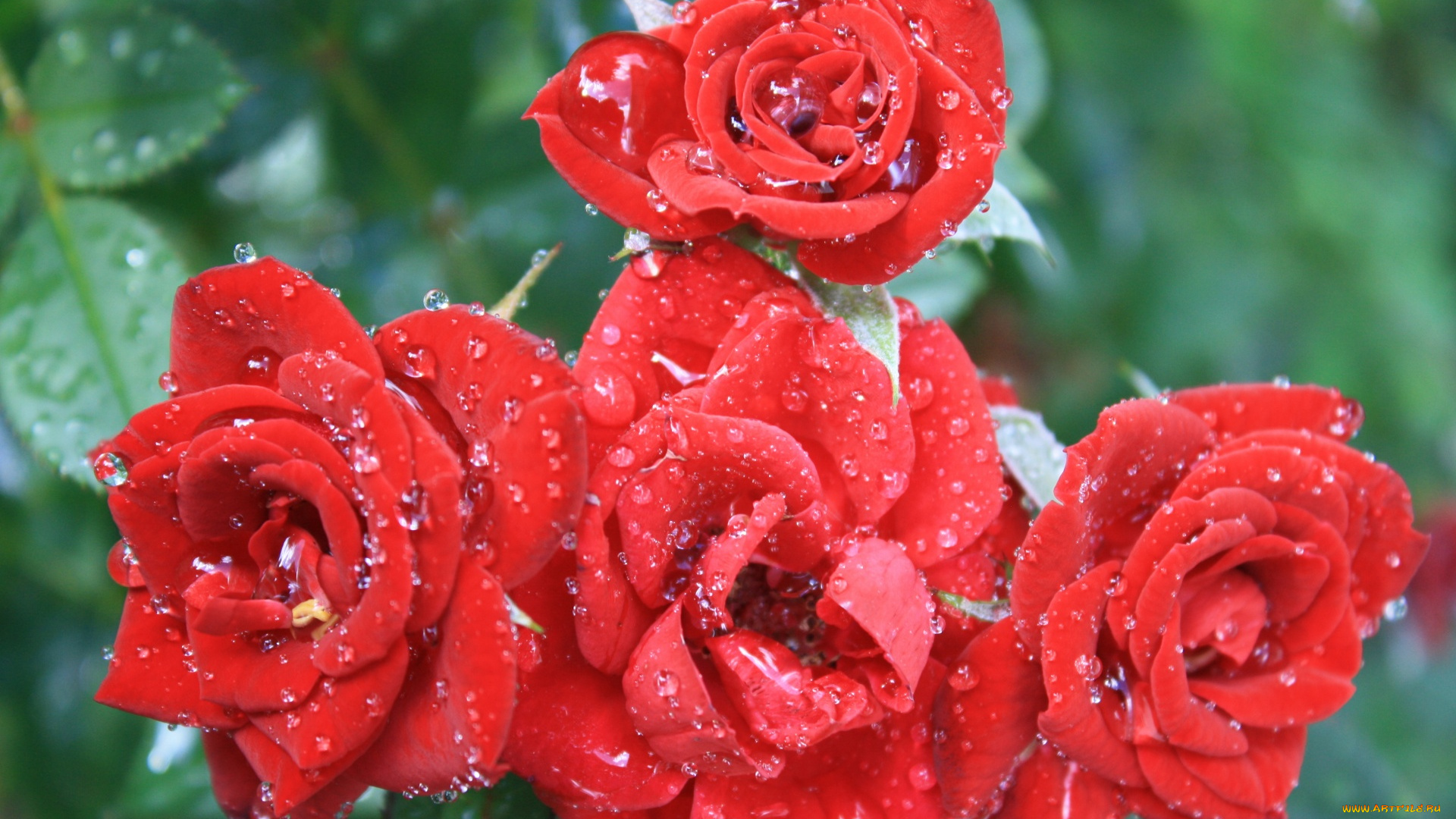 цветы, розы, капли