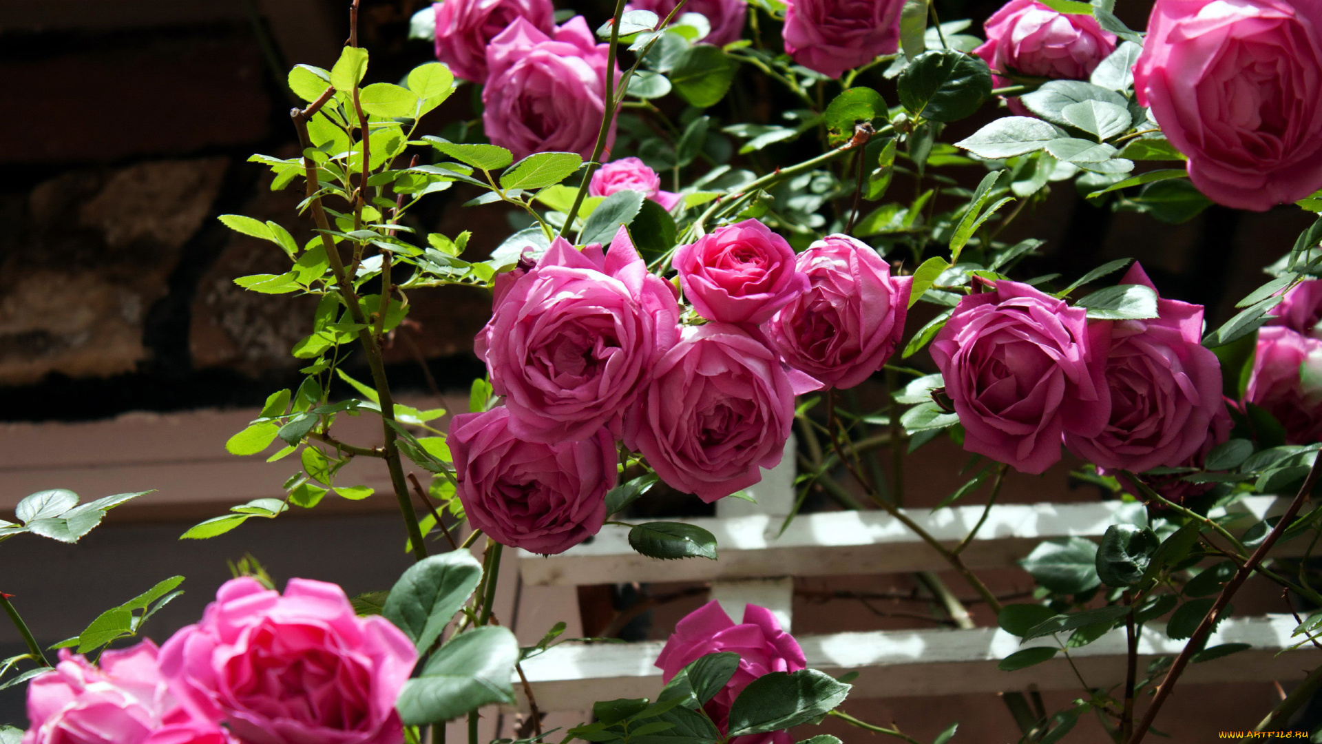 цветы, розы, куст