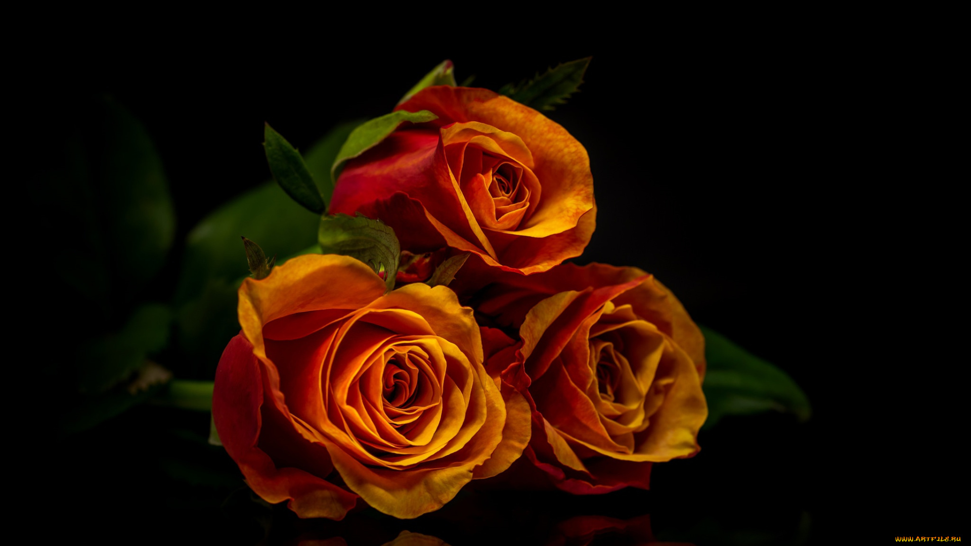 цветы, розы, отражение