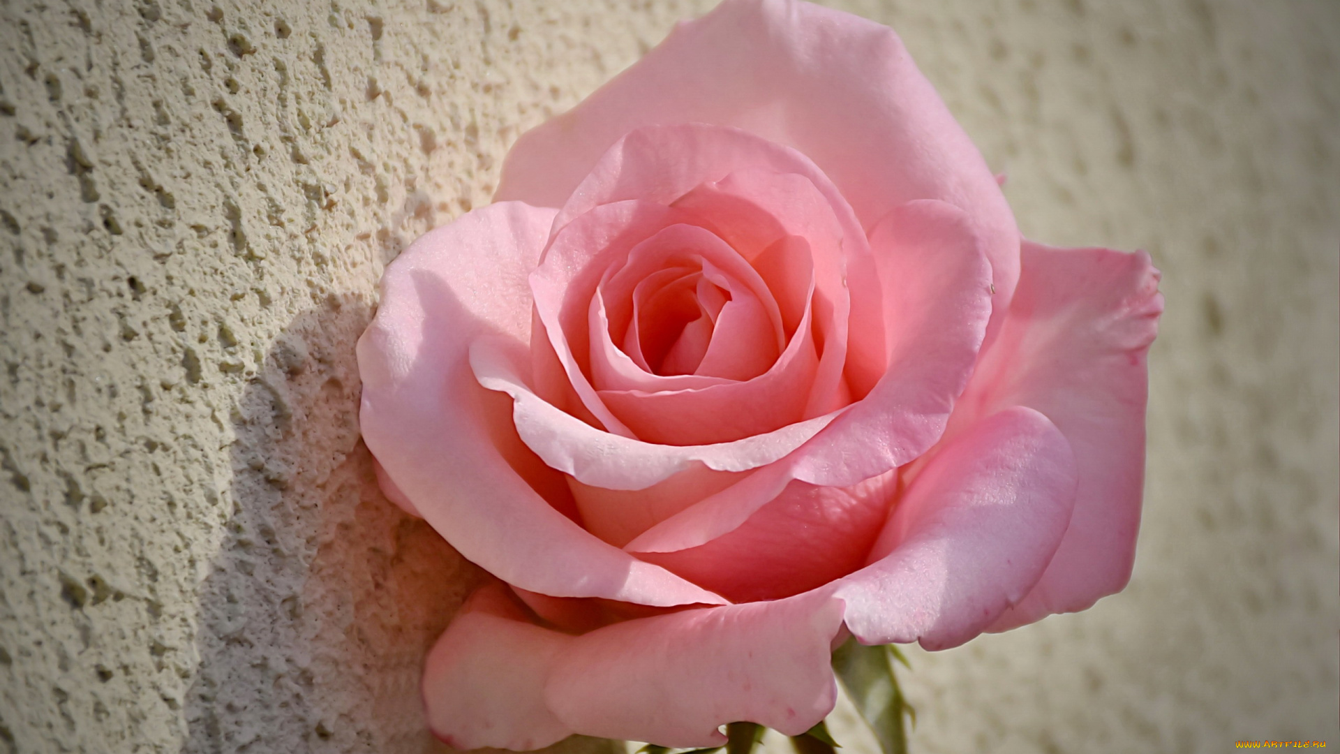 цветы, розы, розовый