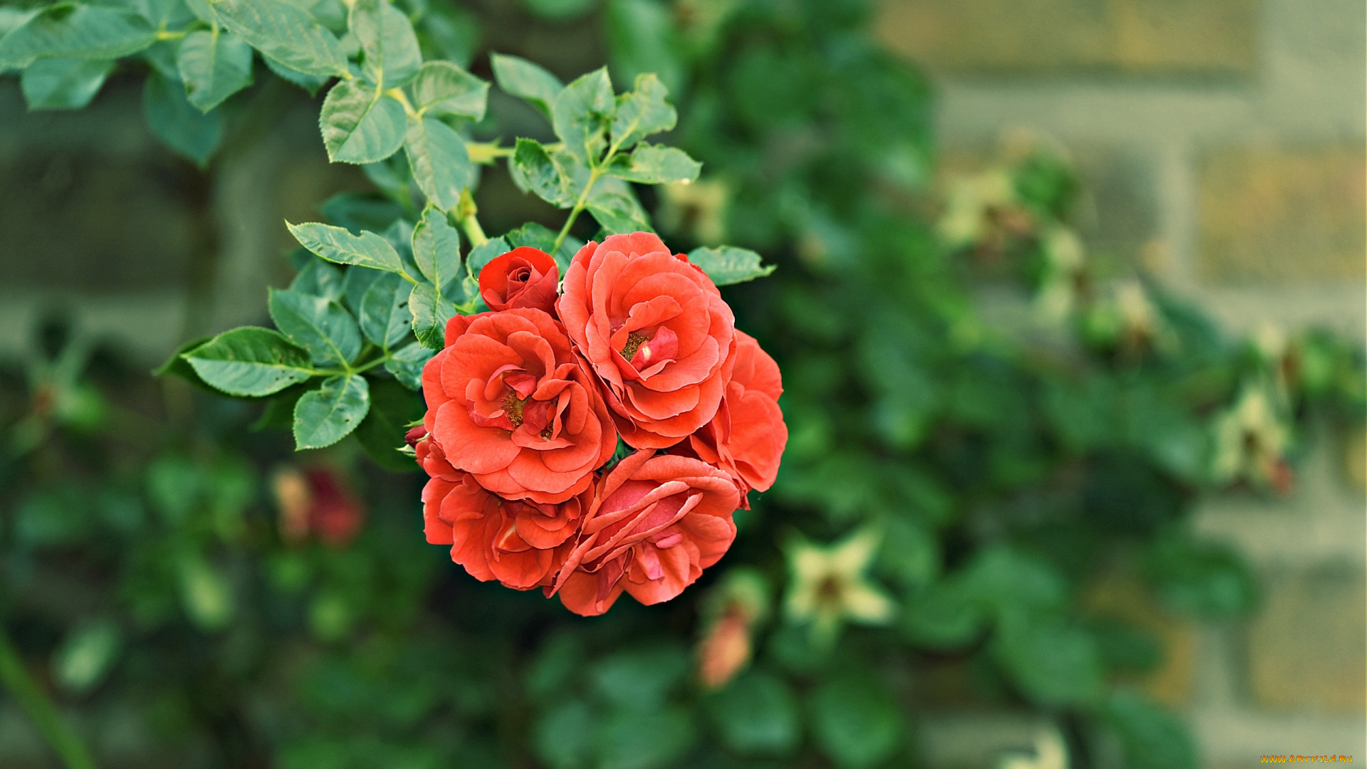 цветы, розы, ветка