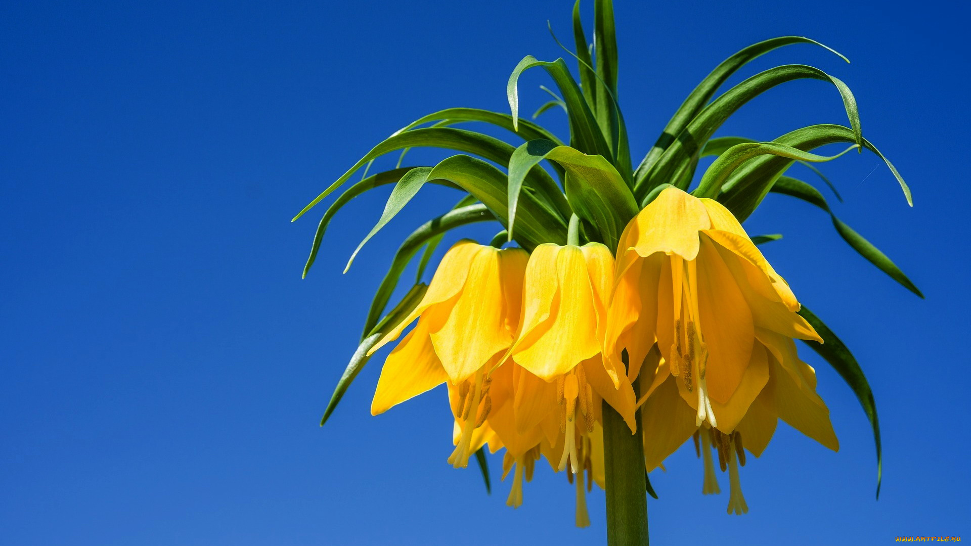 цветы, рябчики, fritillaria, imperialis