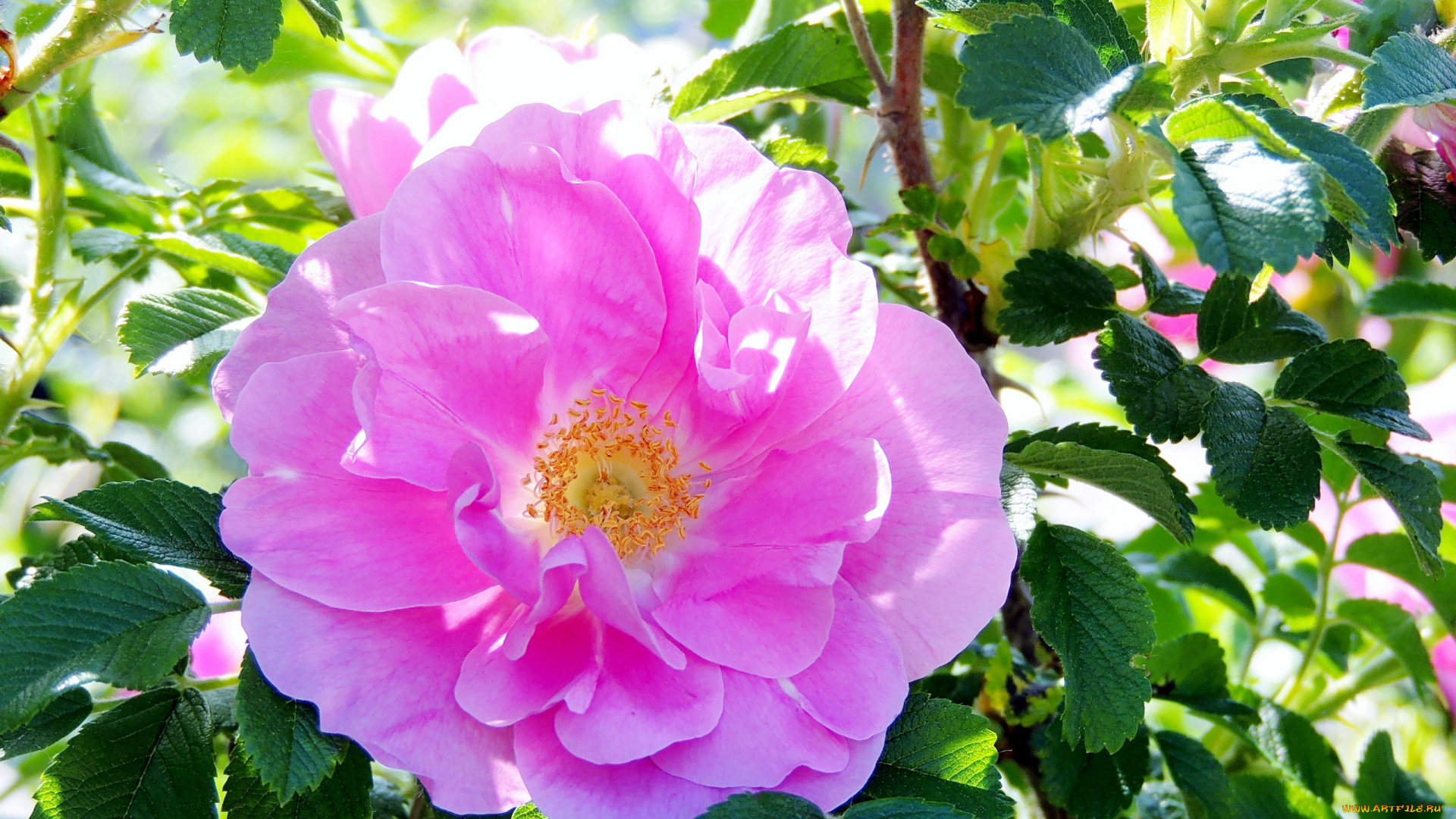 цветы, шиповник, розовый