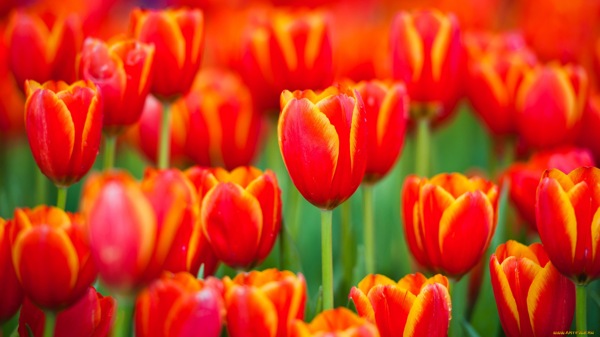 цветы, тюльпаны, красные, поле