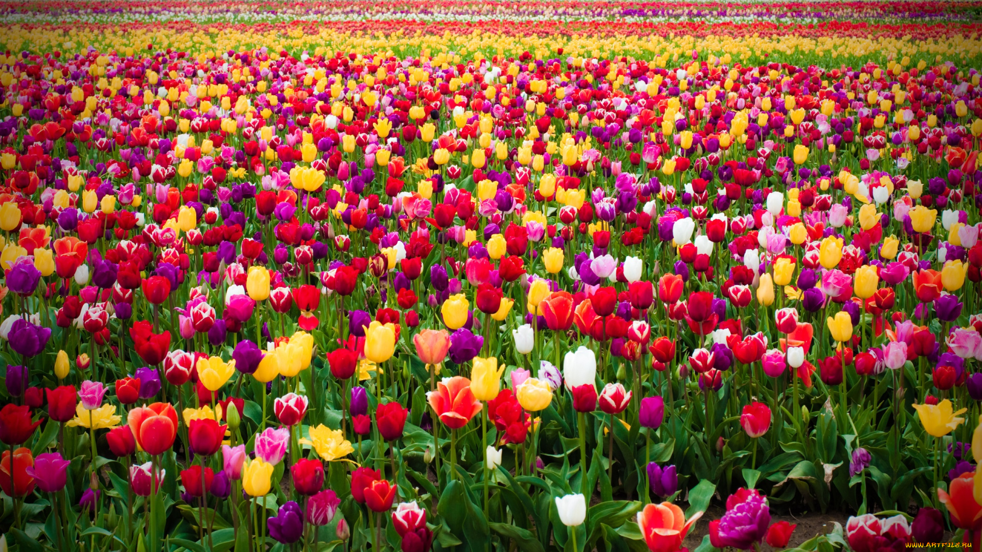цветы, тюльпаны, ряды, поле