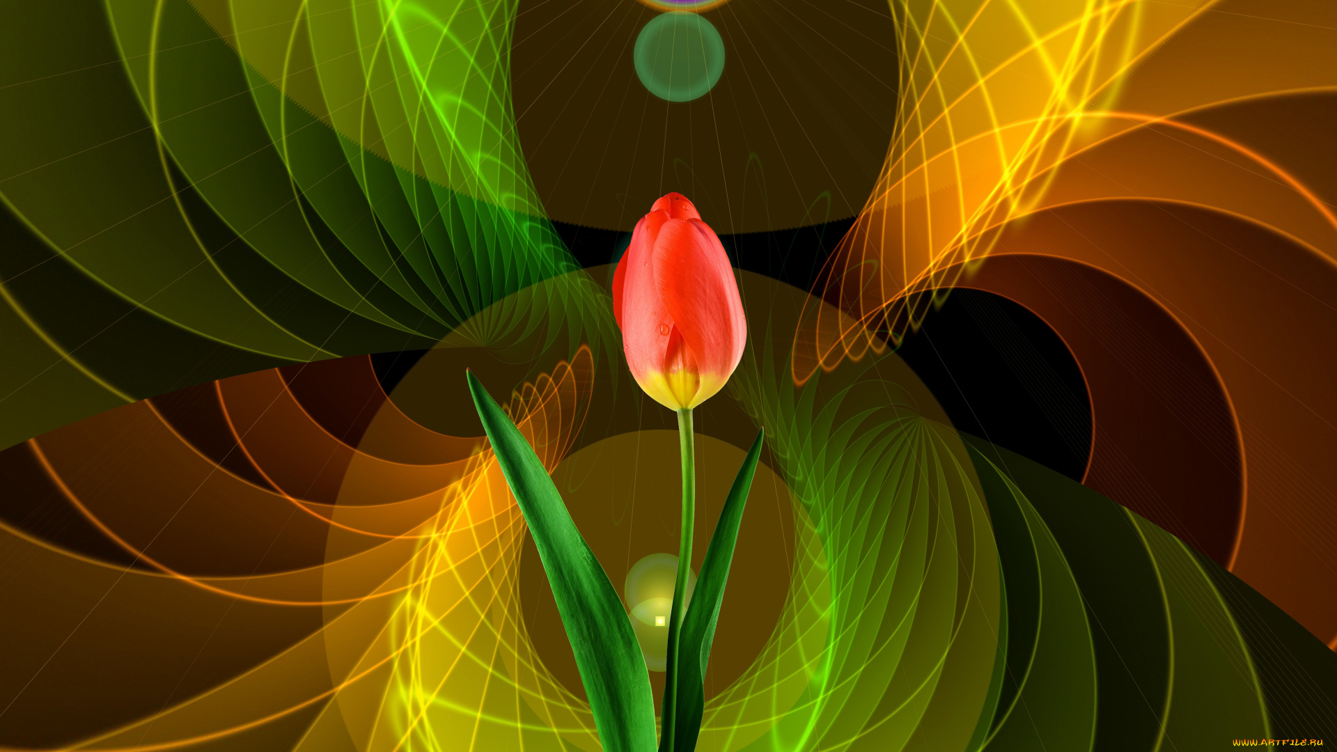 цветы, тюльпаны, тюльпан, фон