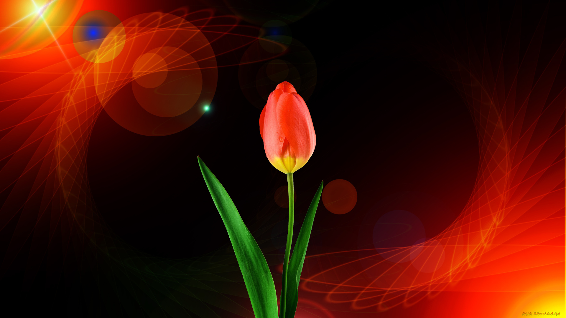 цветы, тюльпаны, тюльпан, фон