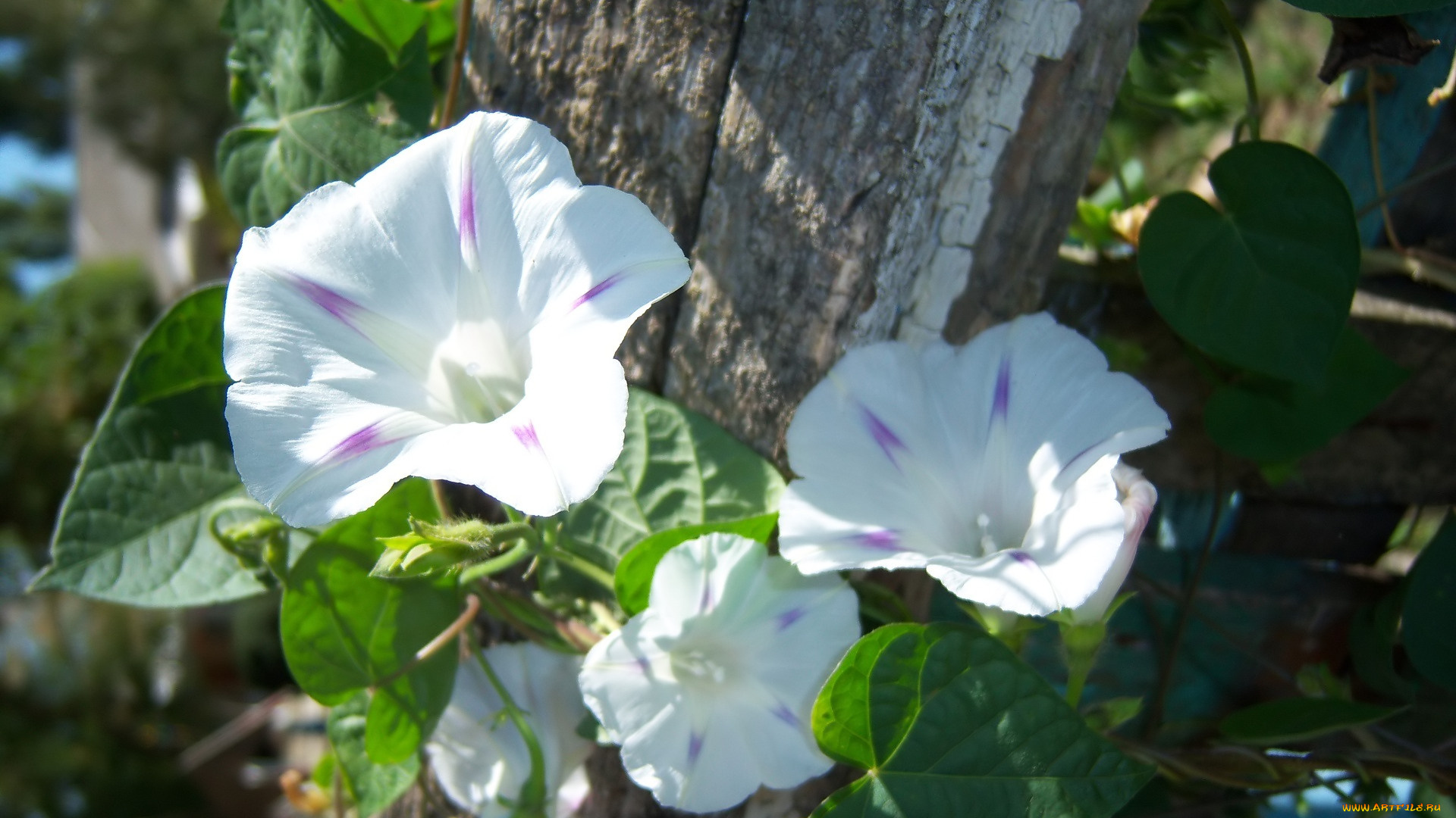 цветы, вьюнки, , ипомеи, белые