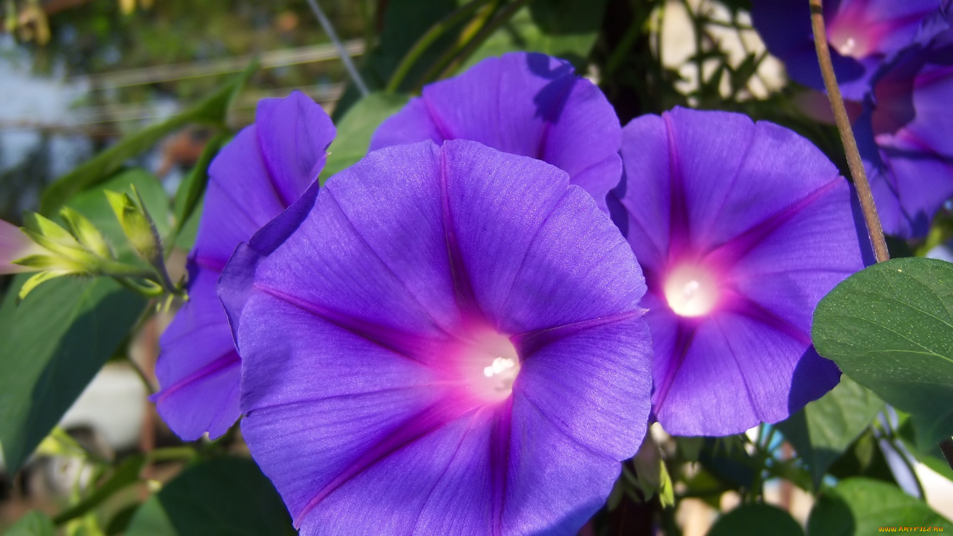 цветы, вьюнки, , ипомеи, вьюнок