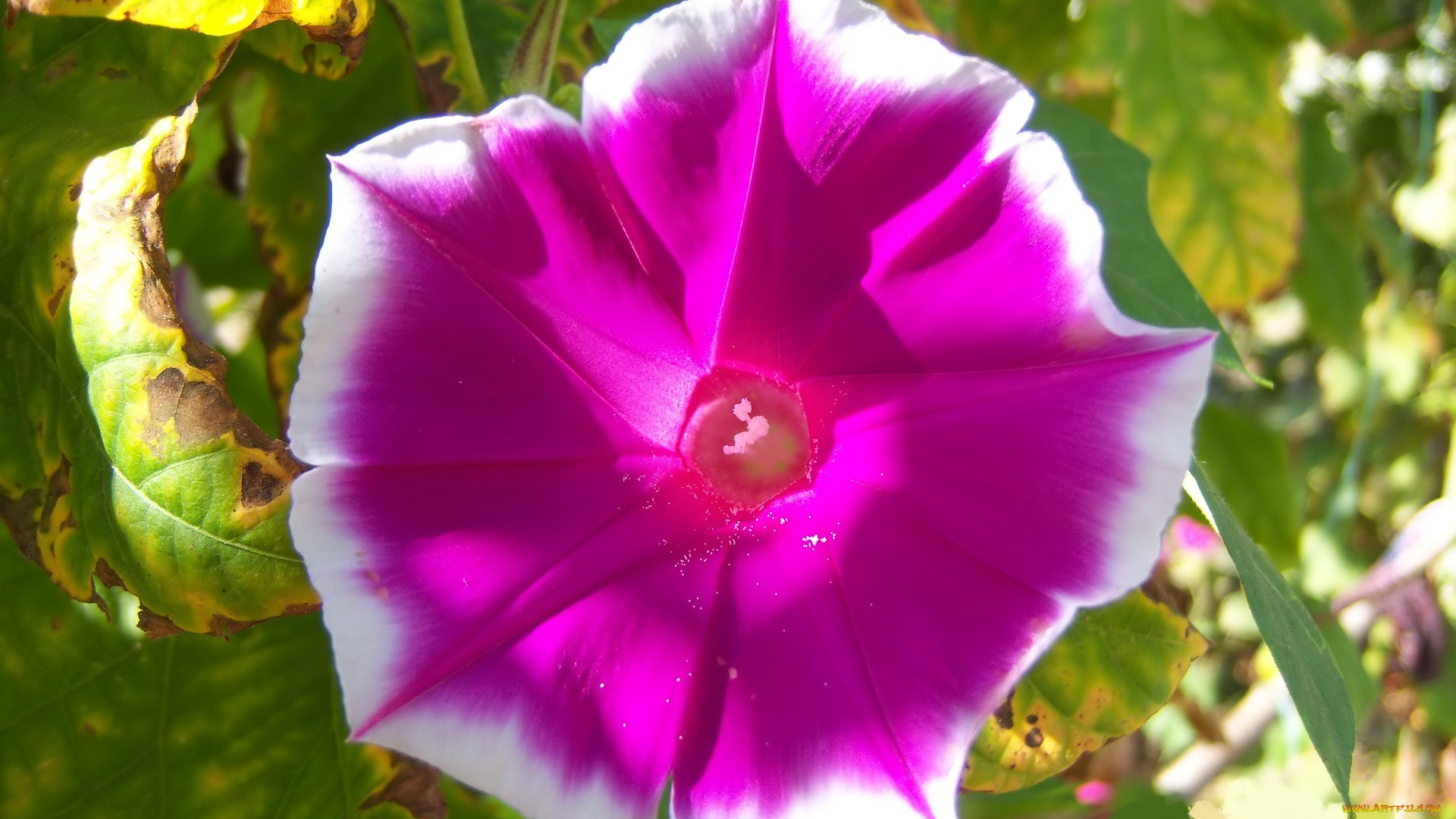 цветы, вьюнки, , ипомеи, яркий