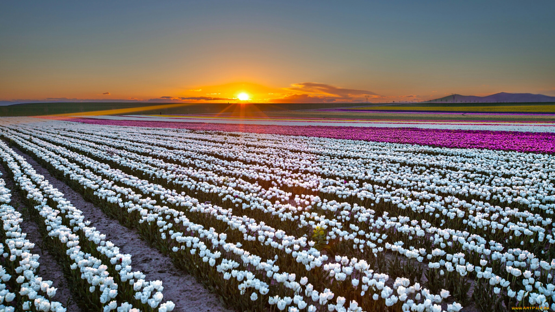 пейзаж, , цветы, цветы, тюльпаны, природа, поле