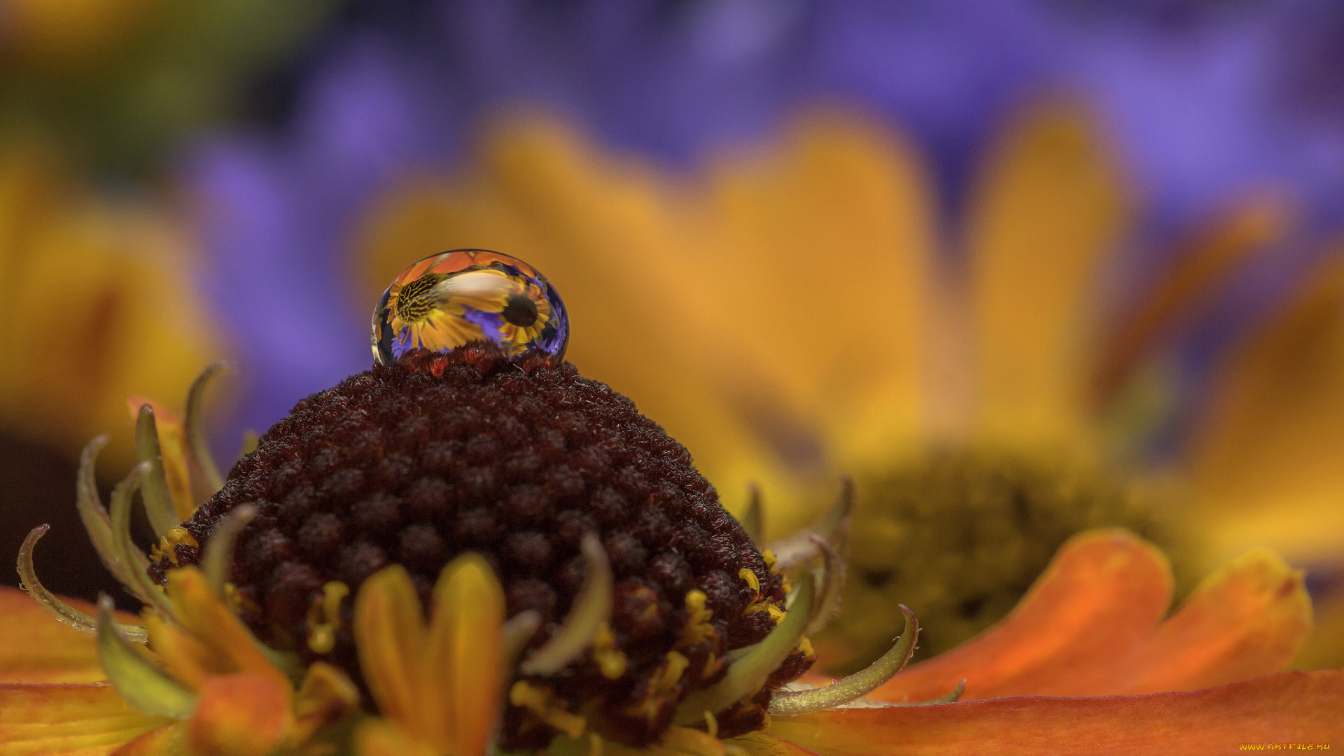 разное, капли, , брызги, , всплески, капля, макро, вода, цветок, природа