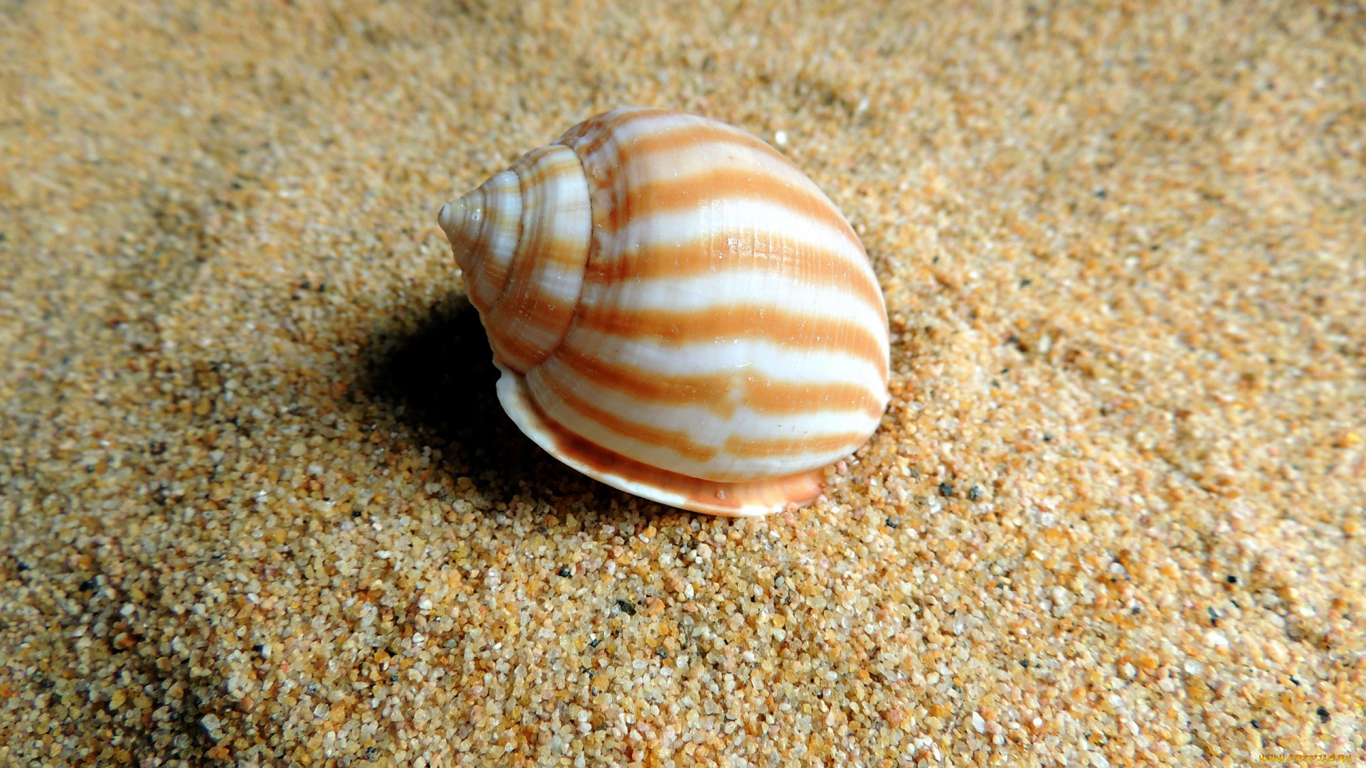 разное, ракушки, , кораллы, , декоративные, и, spa-камни