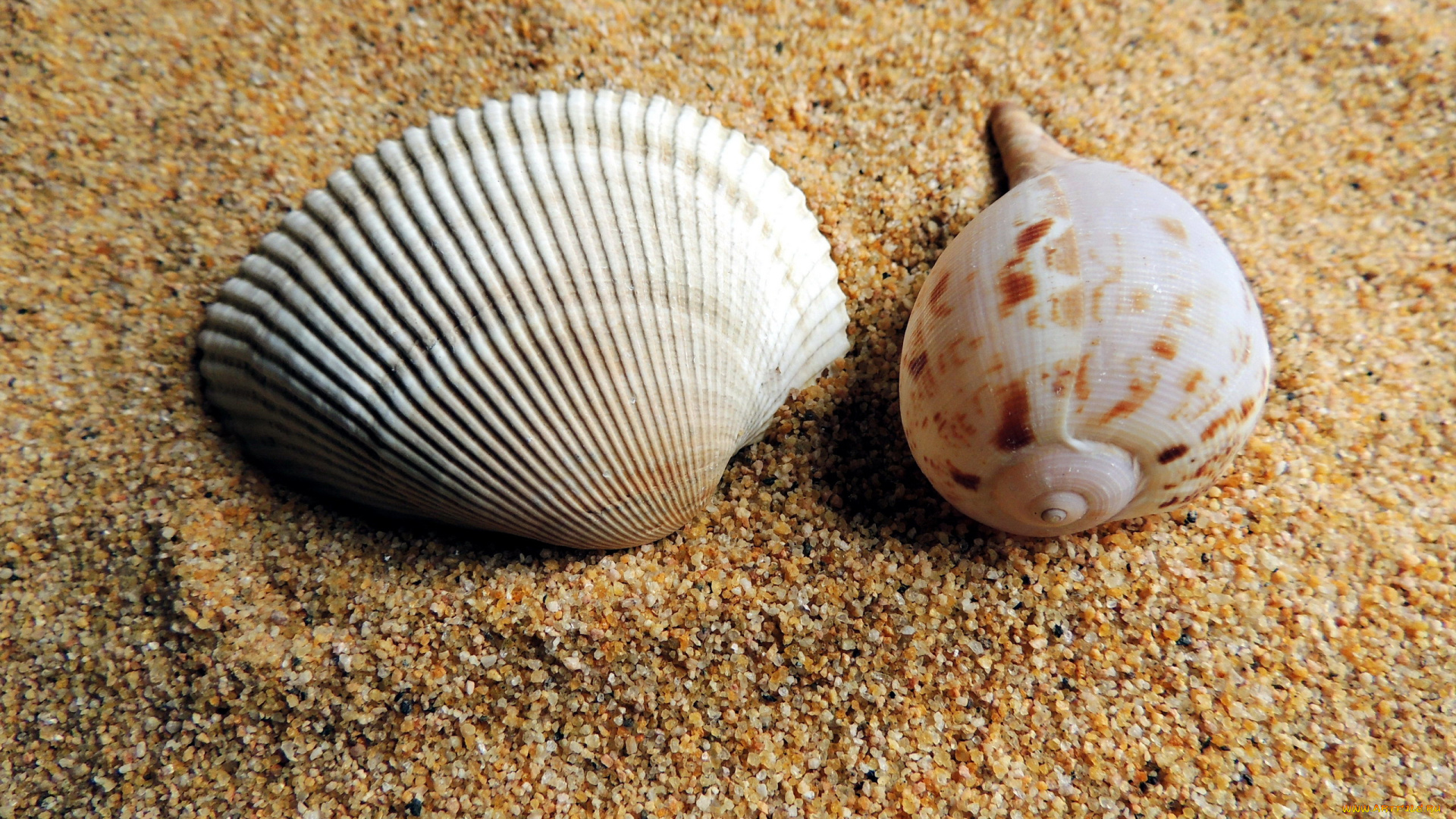 разное, ракушки, , кораллы, , декоративные, и, spa-камни