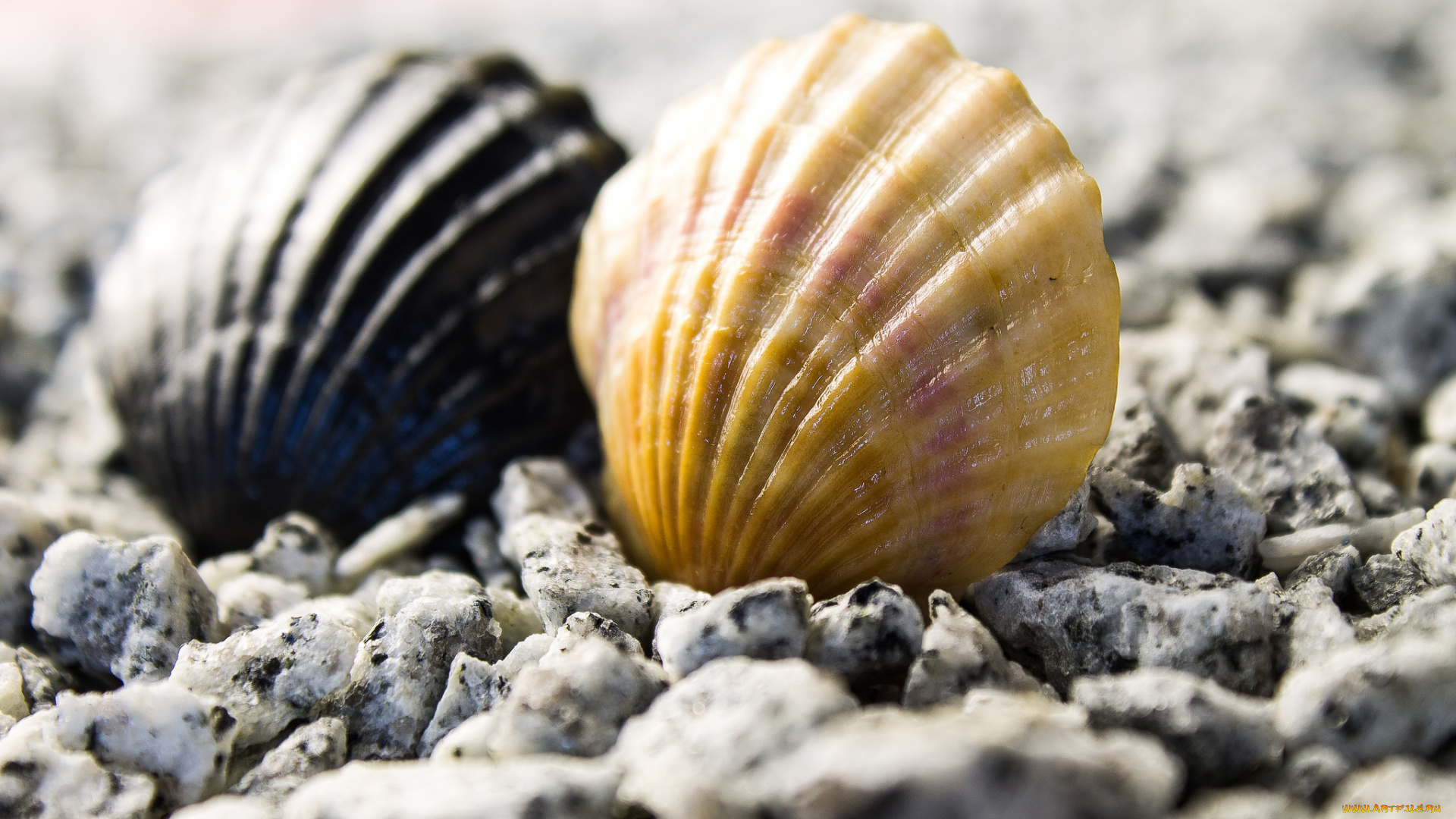 разное, ракушки, , кораллы, , декоративные, и, spa-камни, море, природа