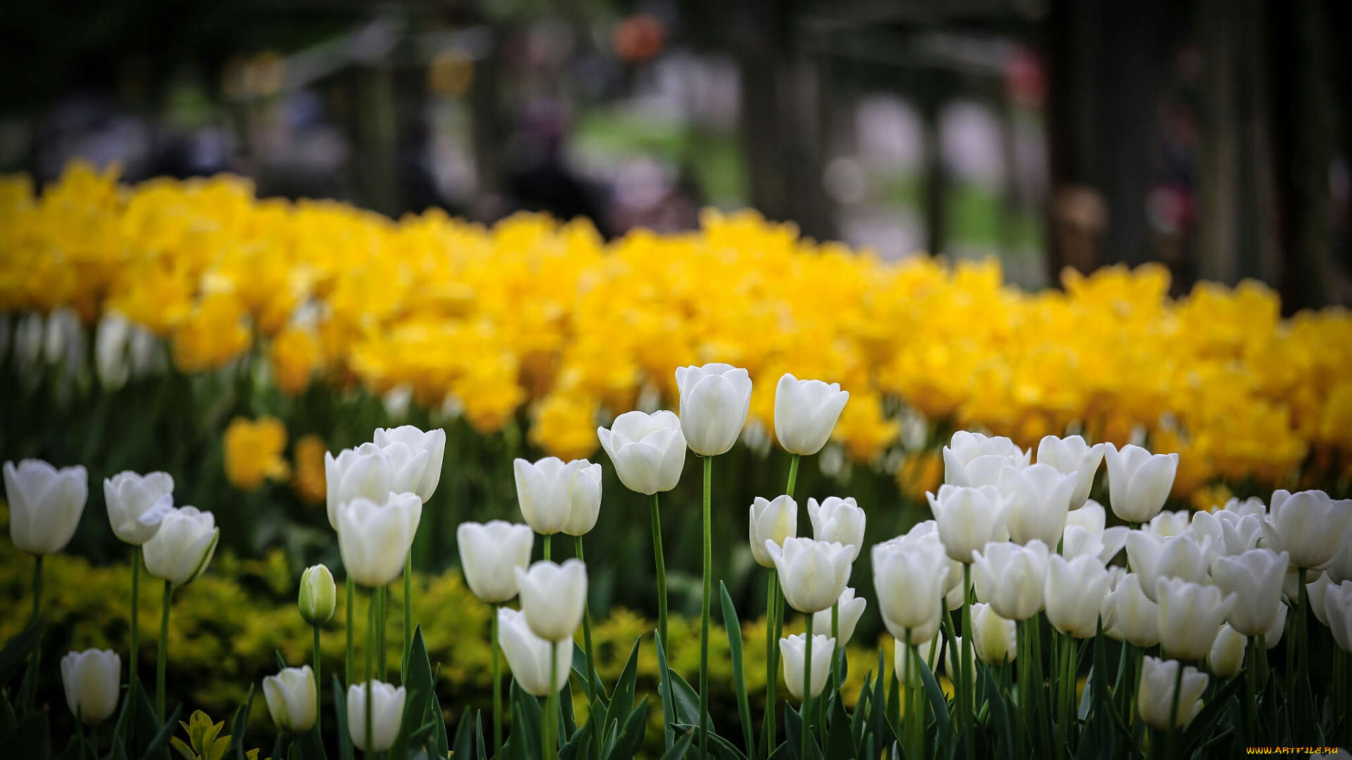 тюльпаны, цветы, боке, природа