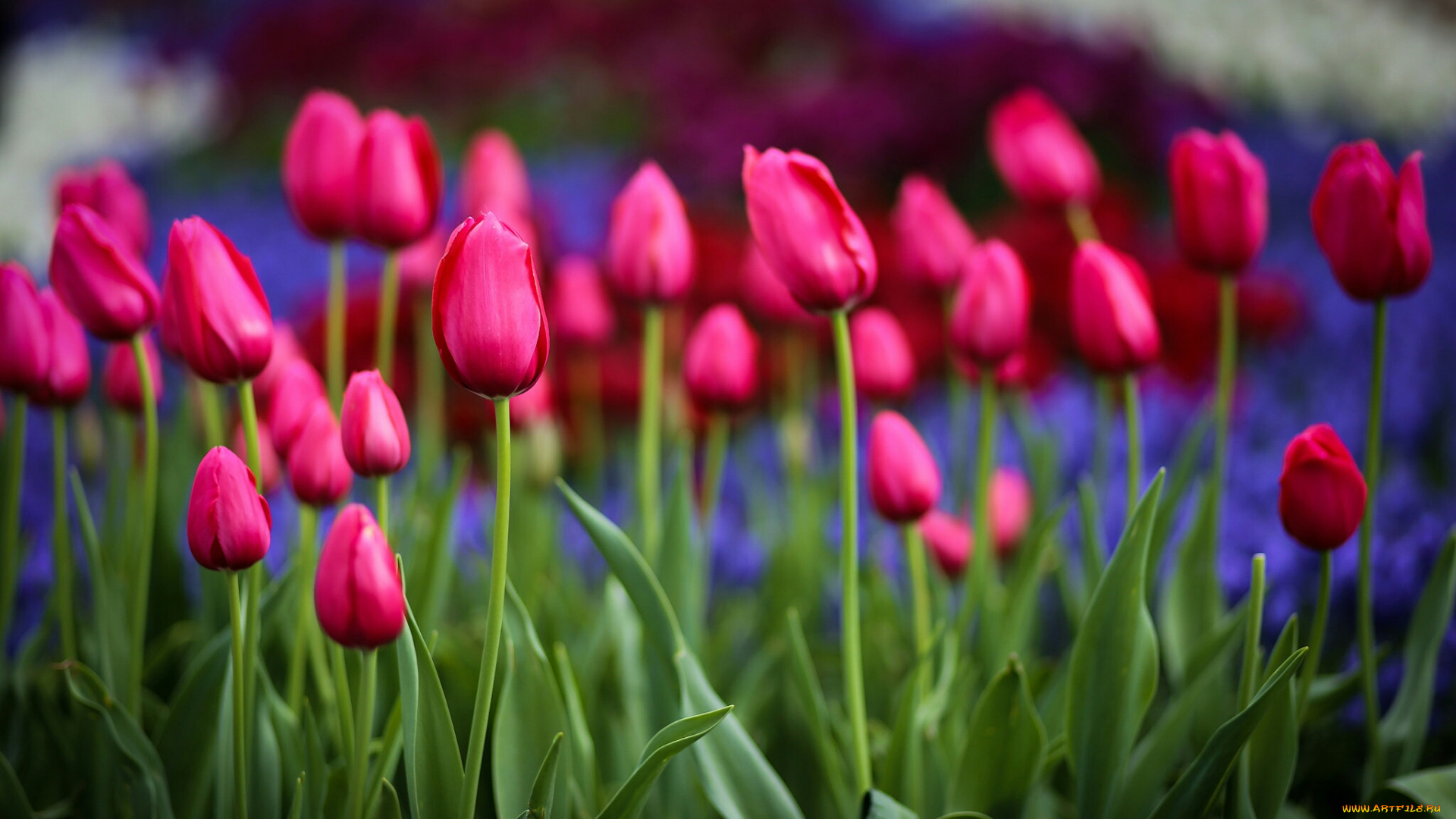 тюльпаны, цветы, природа