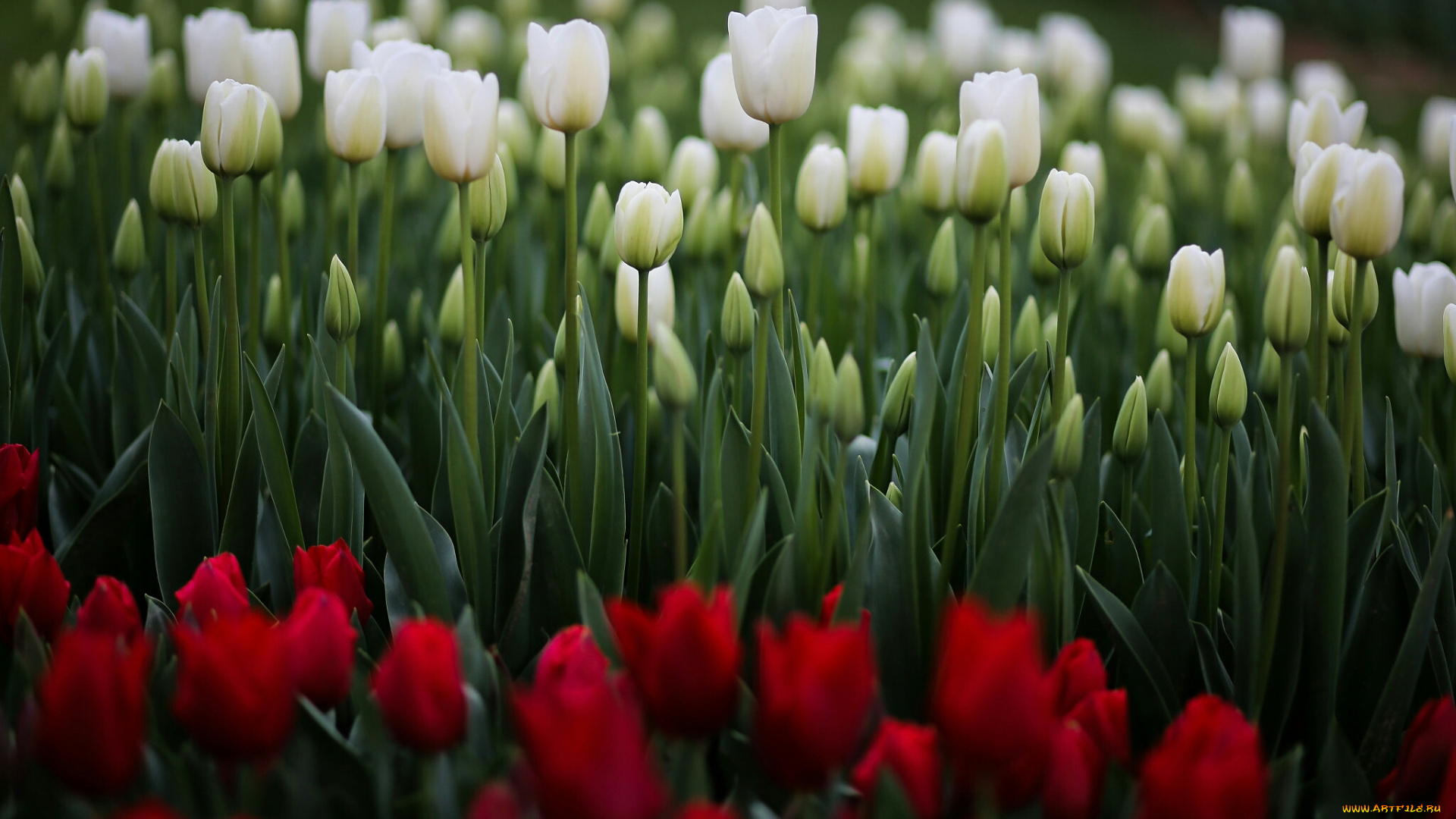 тюльпаны, цветы, природа