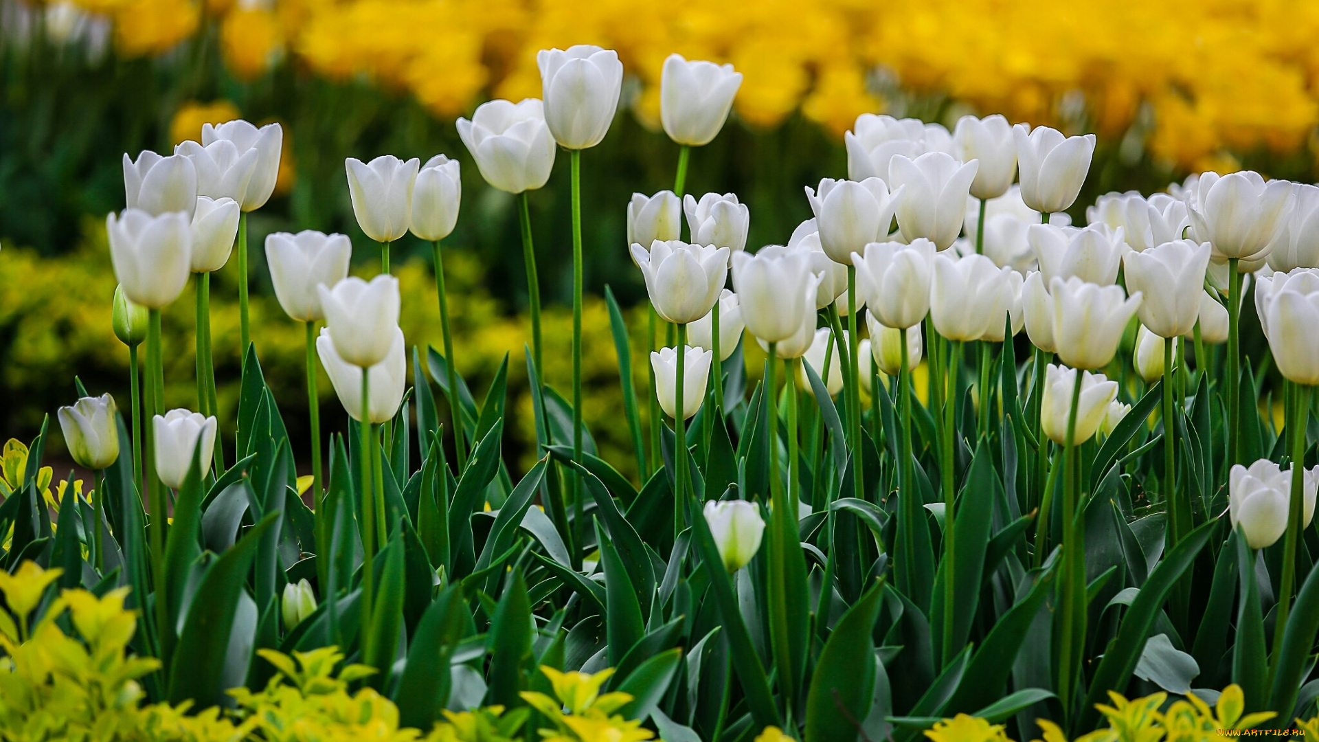 тюльпаны, цветы, природа