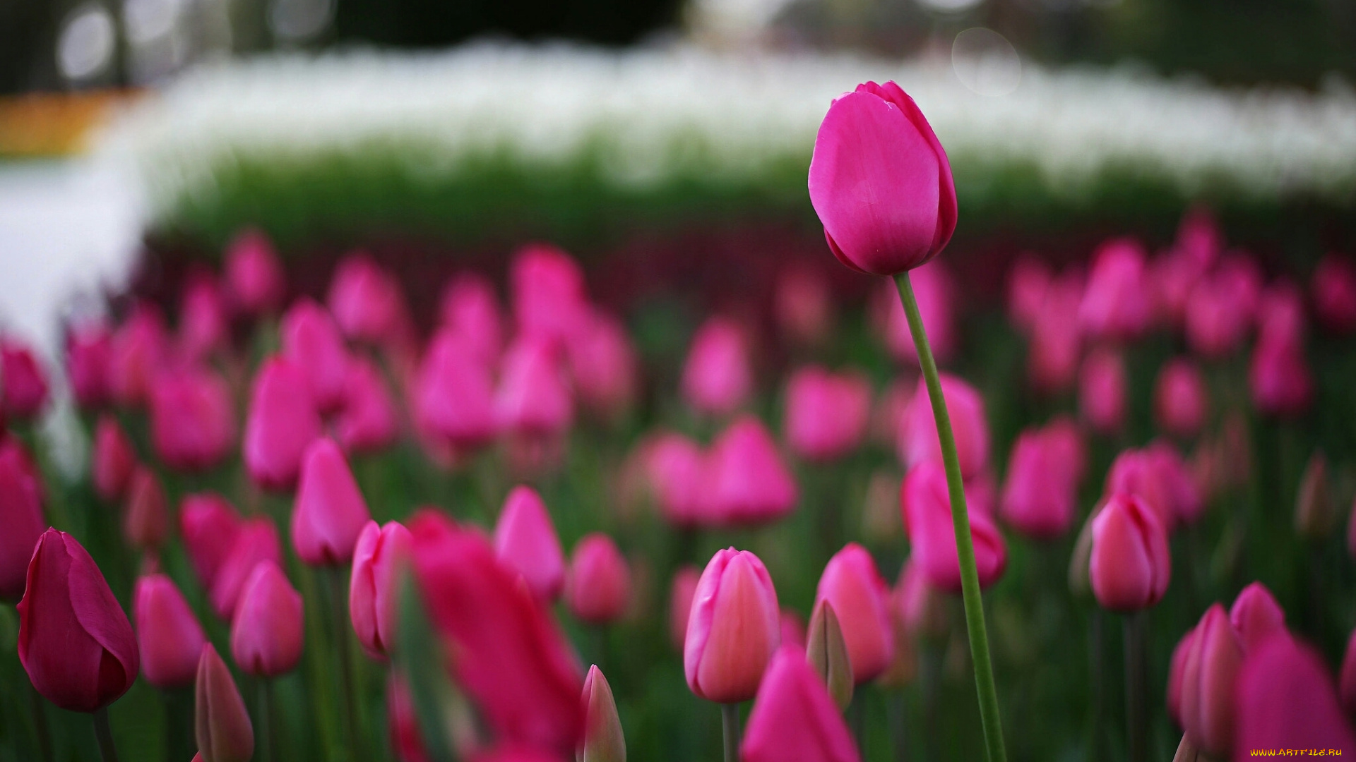 тюльпаны, цветы, природа