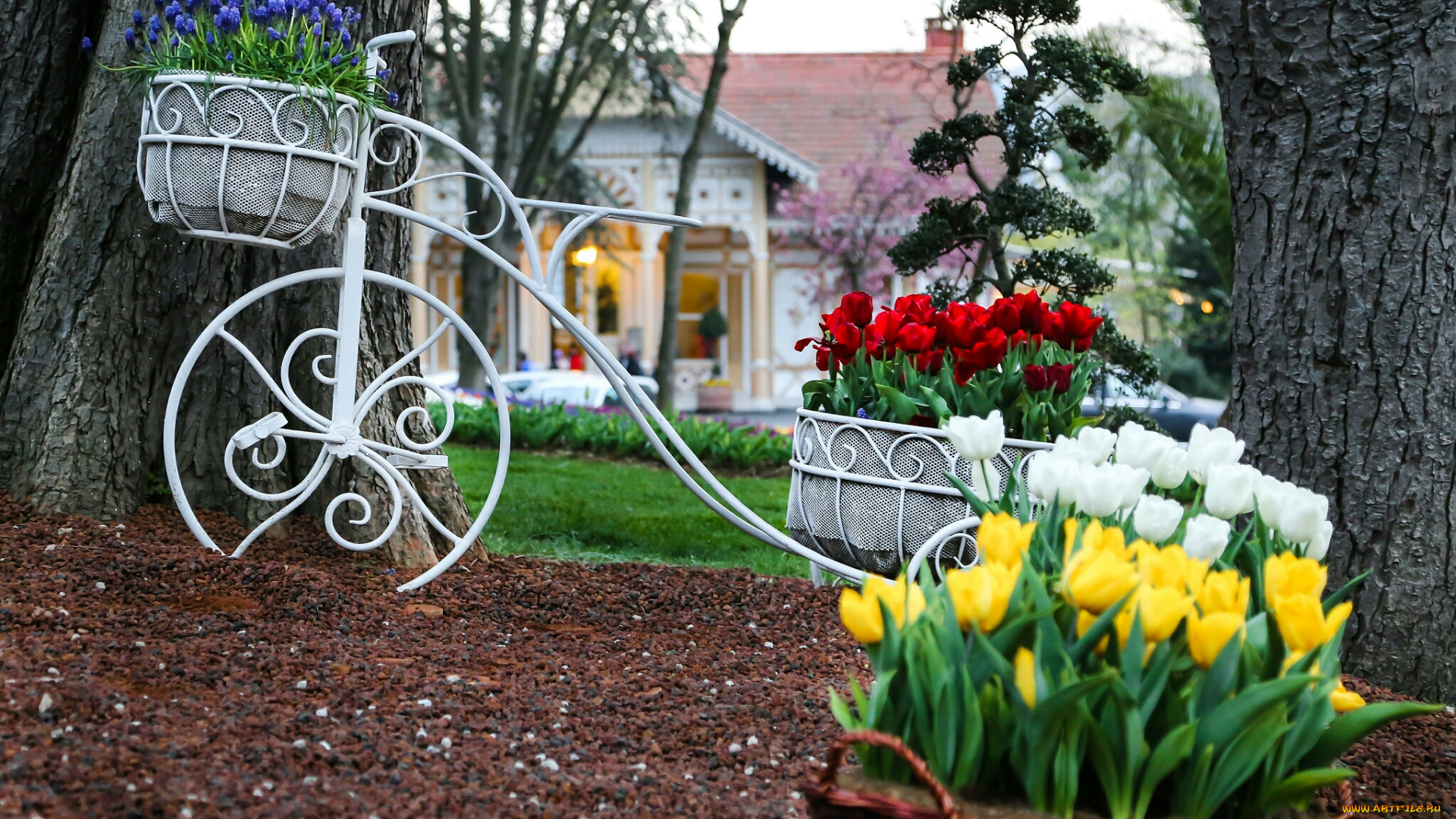 тюльпаны, цветы, природа, клумба