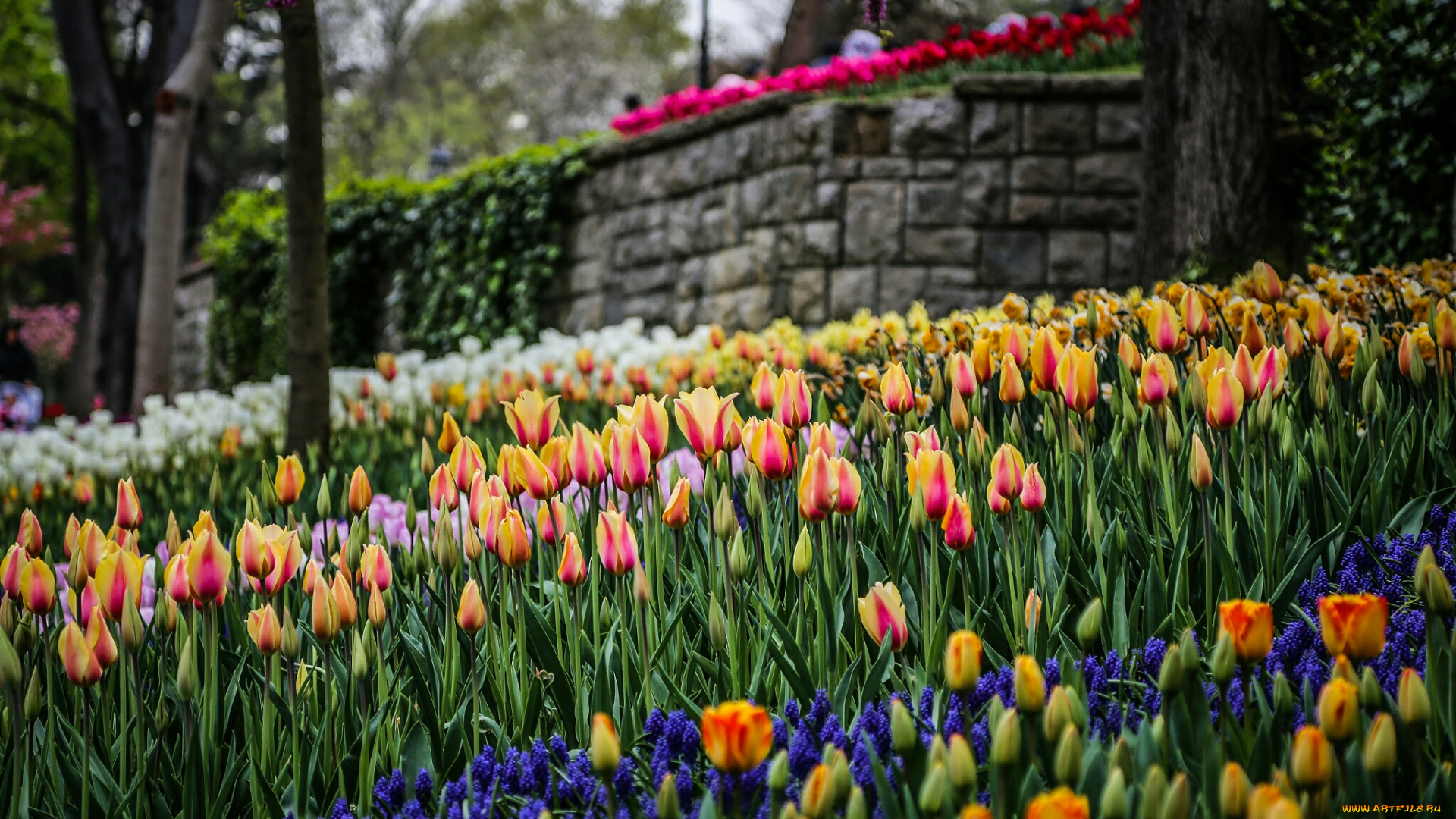 тюльпаны, цветы, разные, вместе, боке, природа