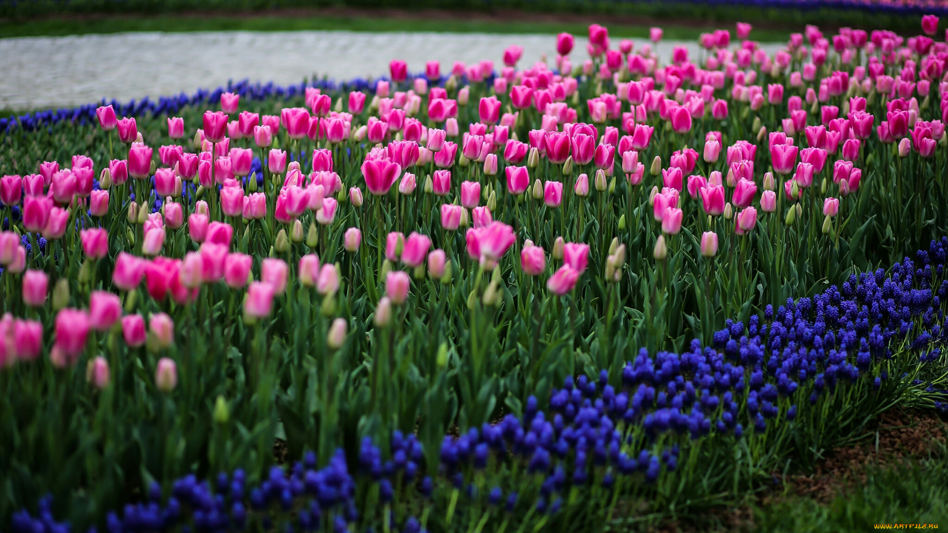 тюльпаны, цветы, разные, вместе, клумба, природа