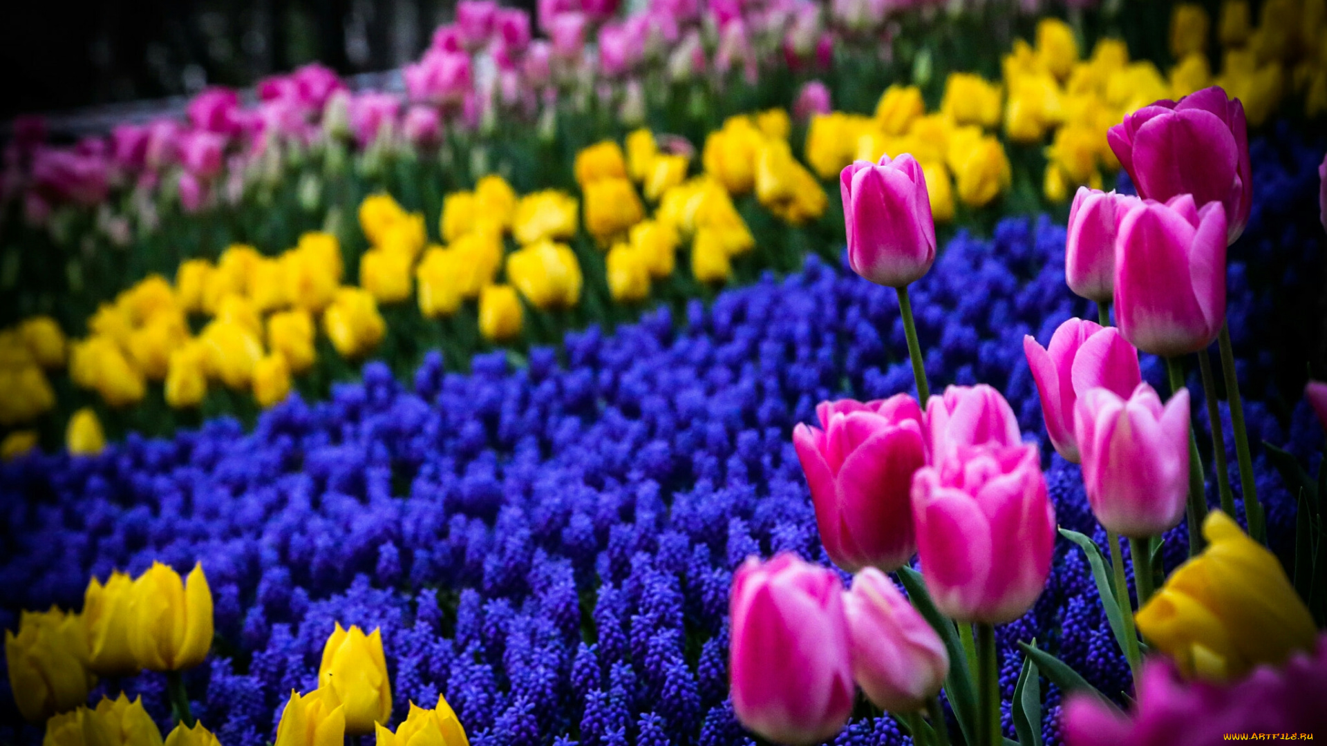 тюльпаны, цветы, разные, вместе, клумба, природа