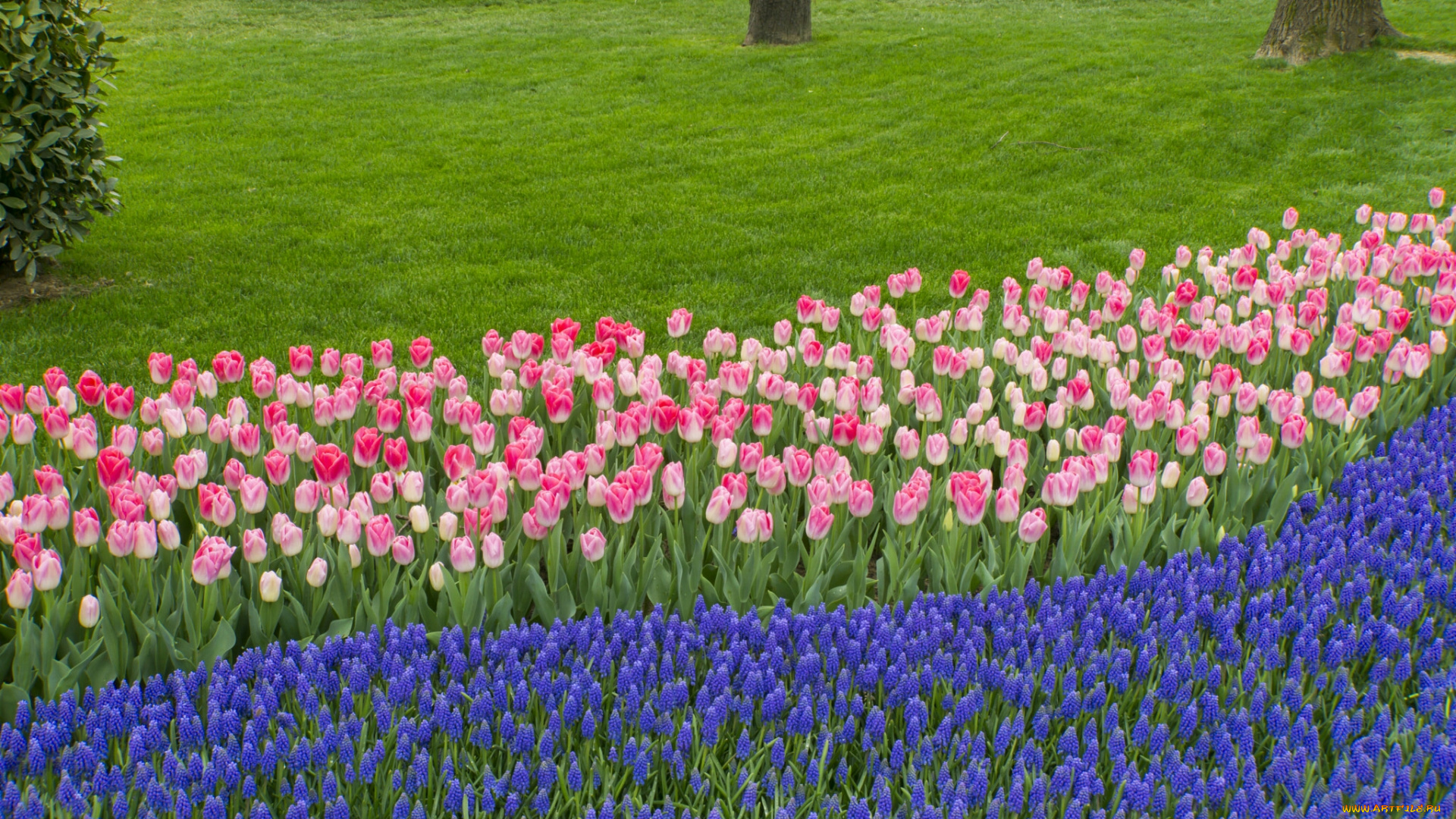 тюльпаны, цветы, разные, вместе, клумба, природа