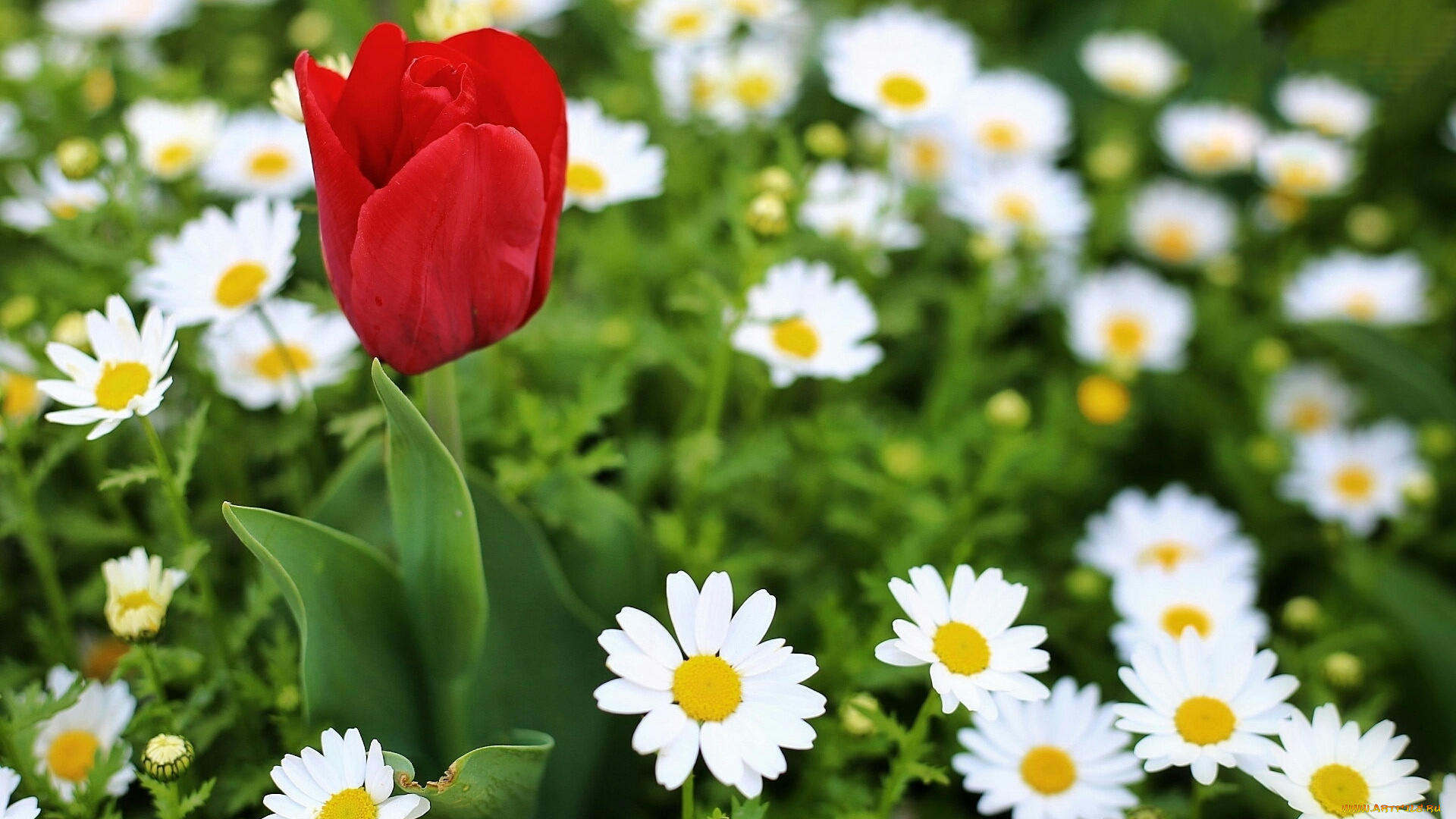 тюльпаны, цветы, разные, вместе, ромашки, тюльпан, макро