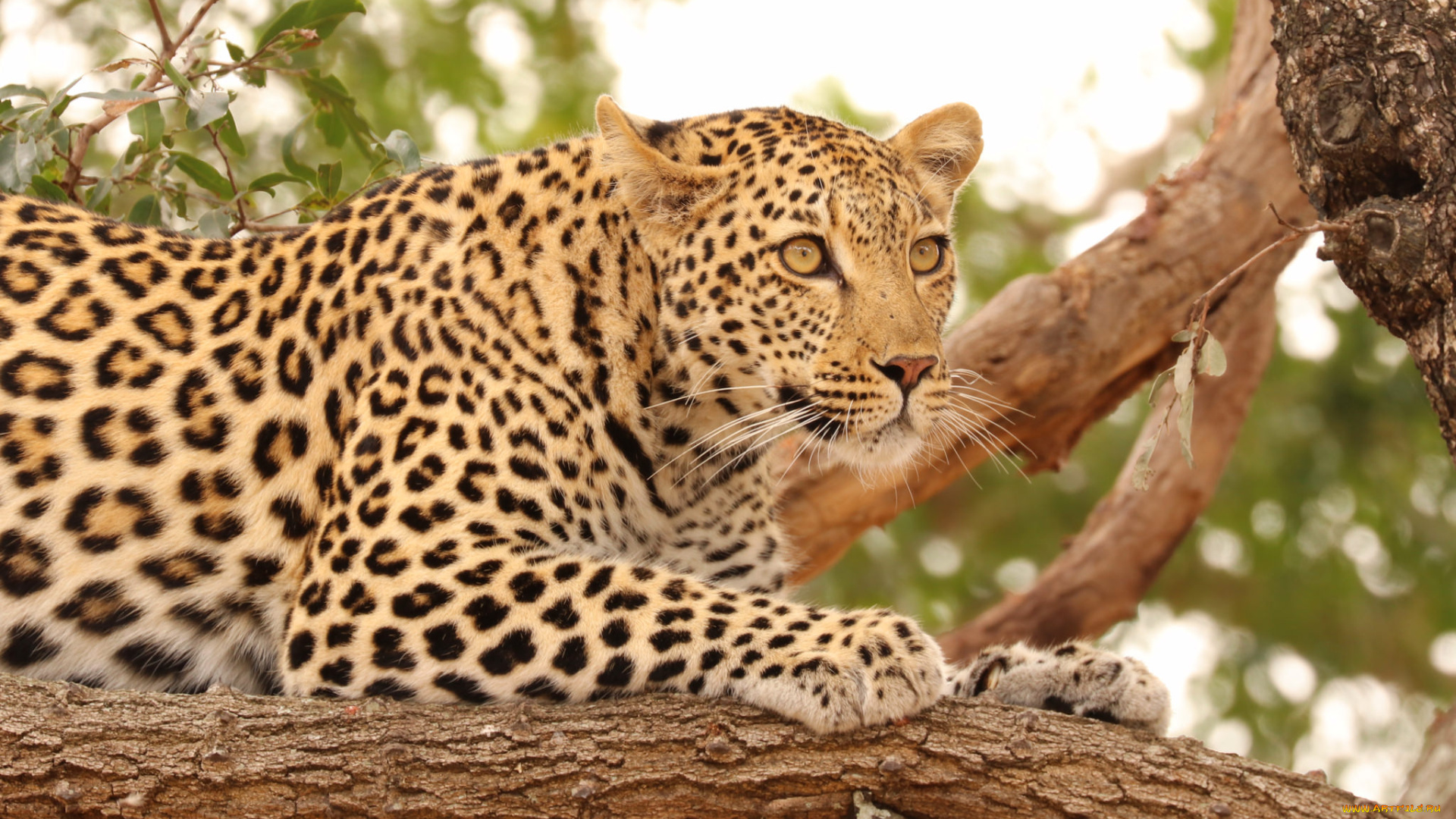 животные, леопарды, леопард, хищник, дерево, природа, кошка