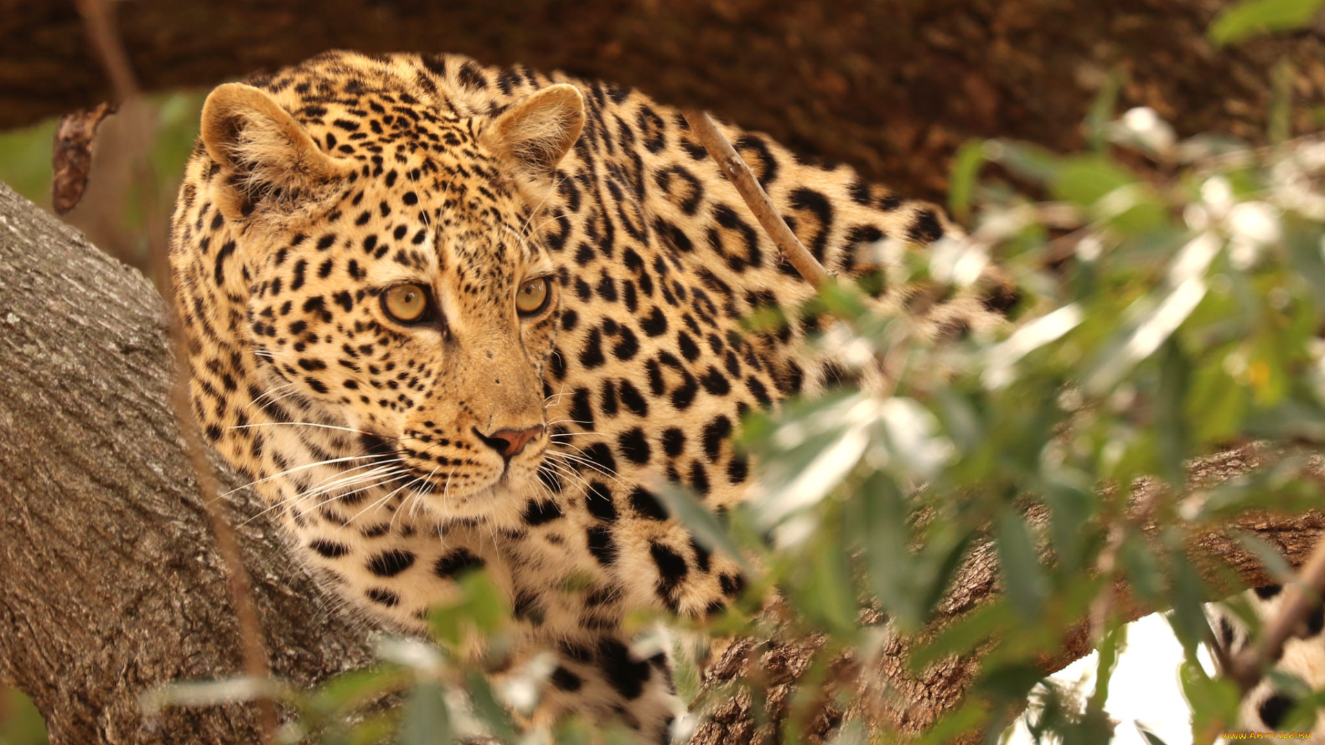 животные, леопарды, леопард, природа, дерево, хищник, кошка