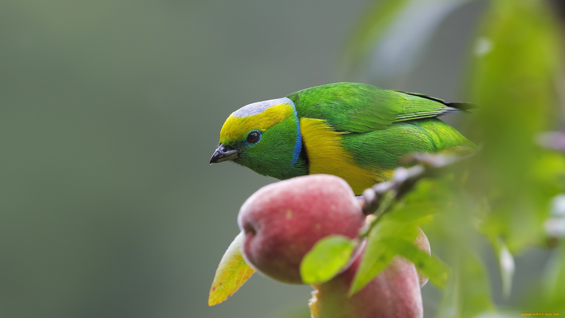 животные, птицы, плод, ветки, дерево, птица