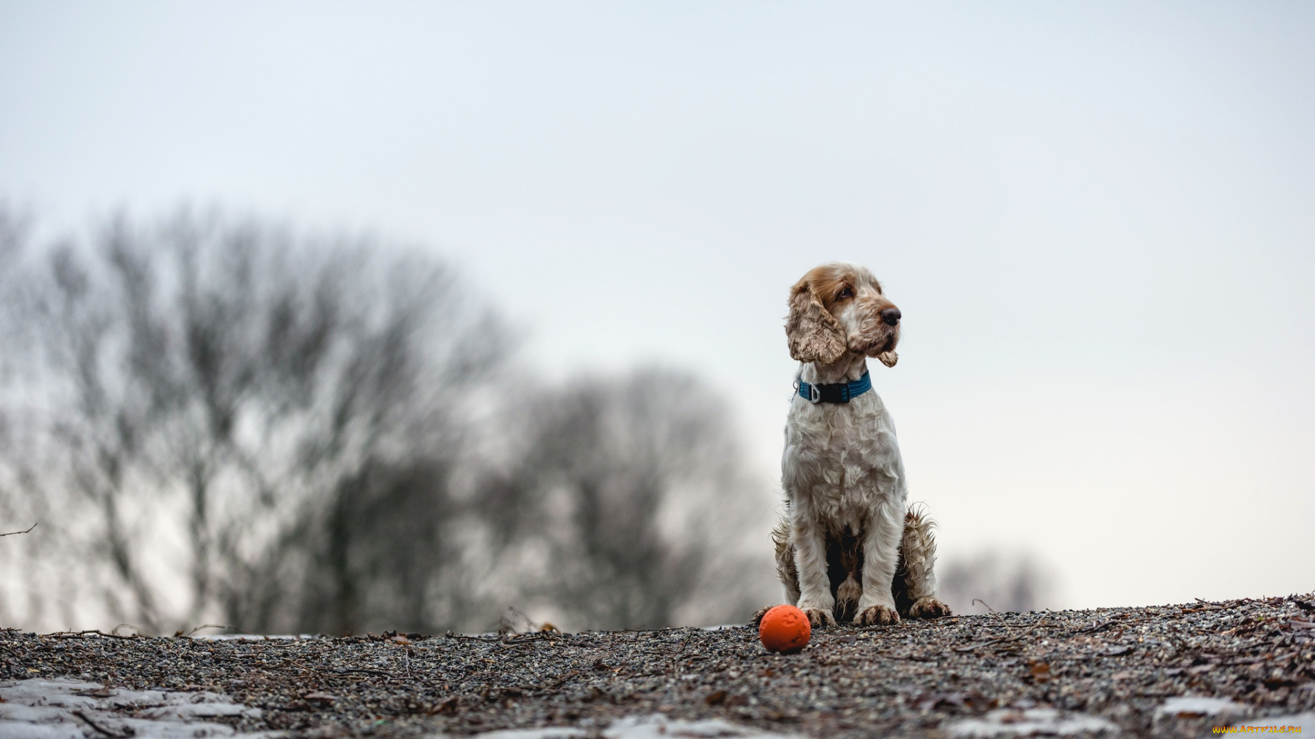 животные, собаки, собака, мяч, друг