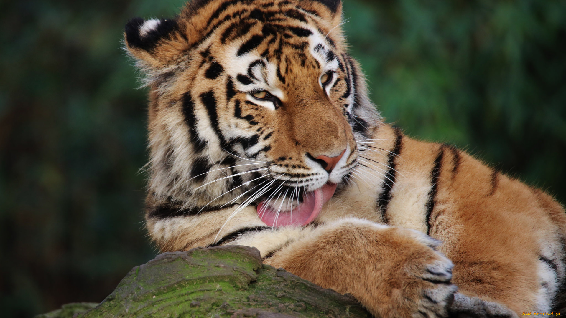 животные, тигры, тигр, животное, умывается, кот