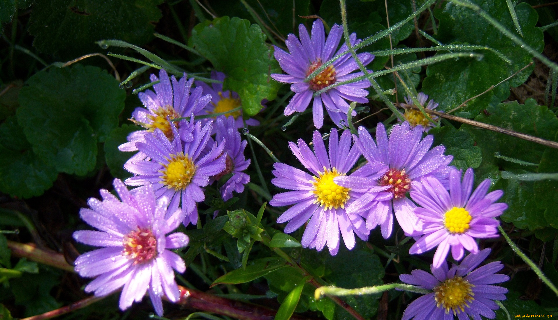 цветы, клумба