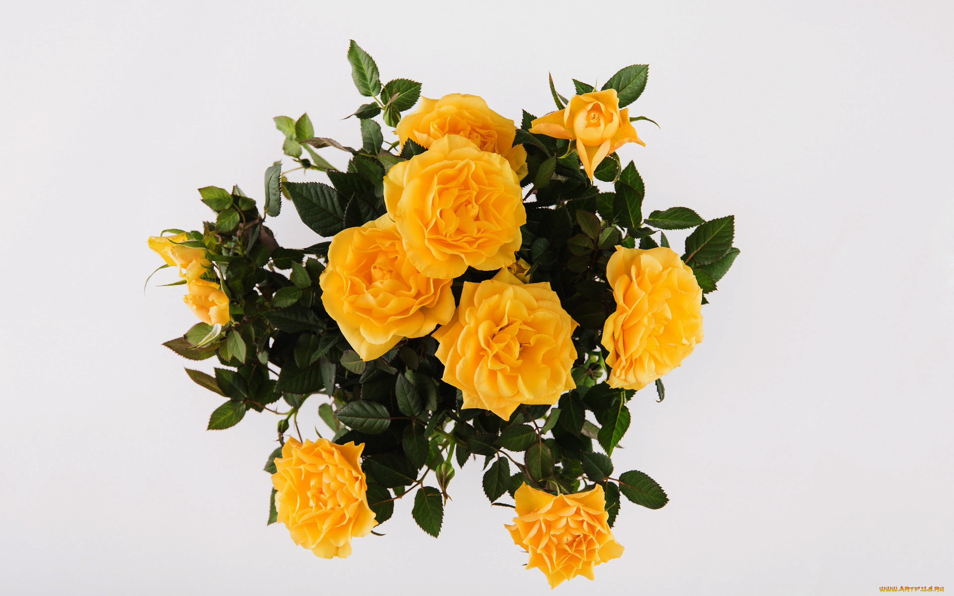 цветы, розы, букет