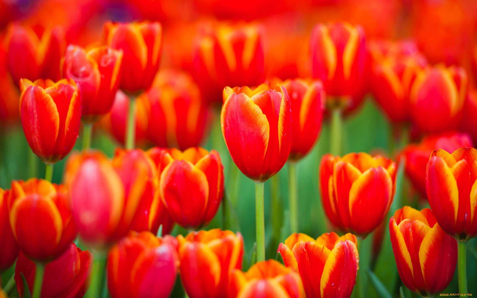 цветы, тюльпаны, красные, поле