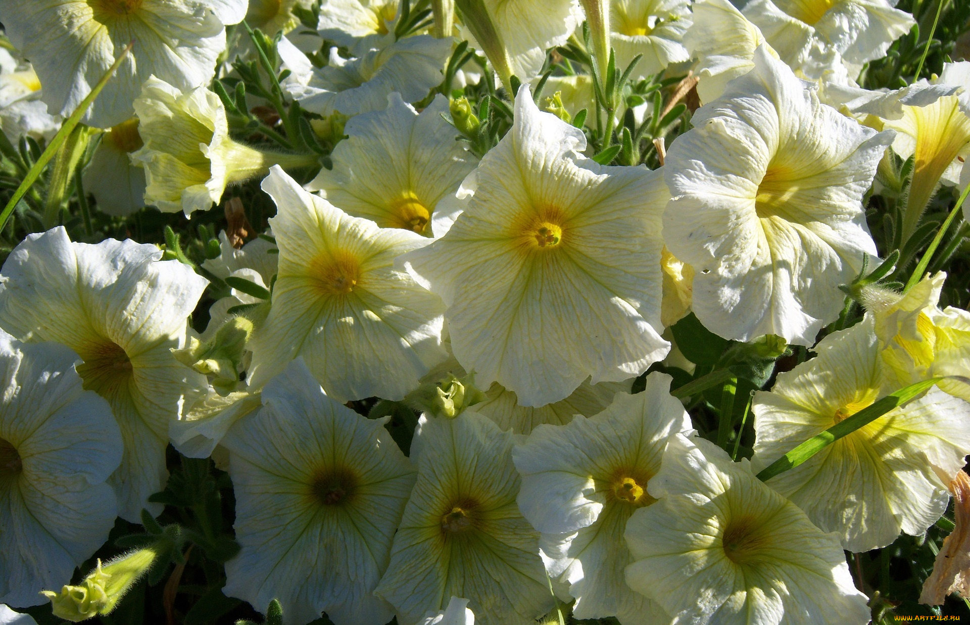 цветы, петунии, , калибрахоа, клумба