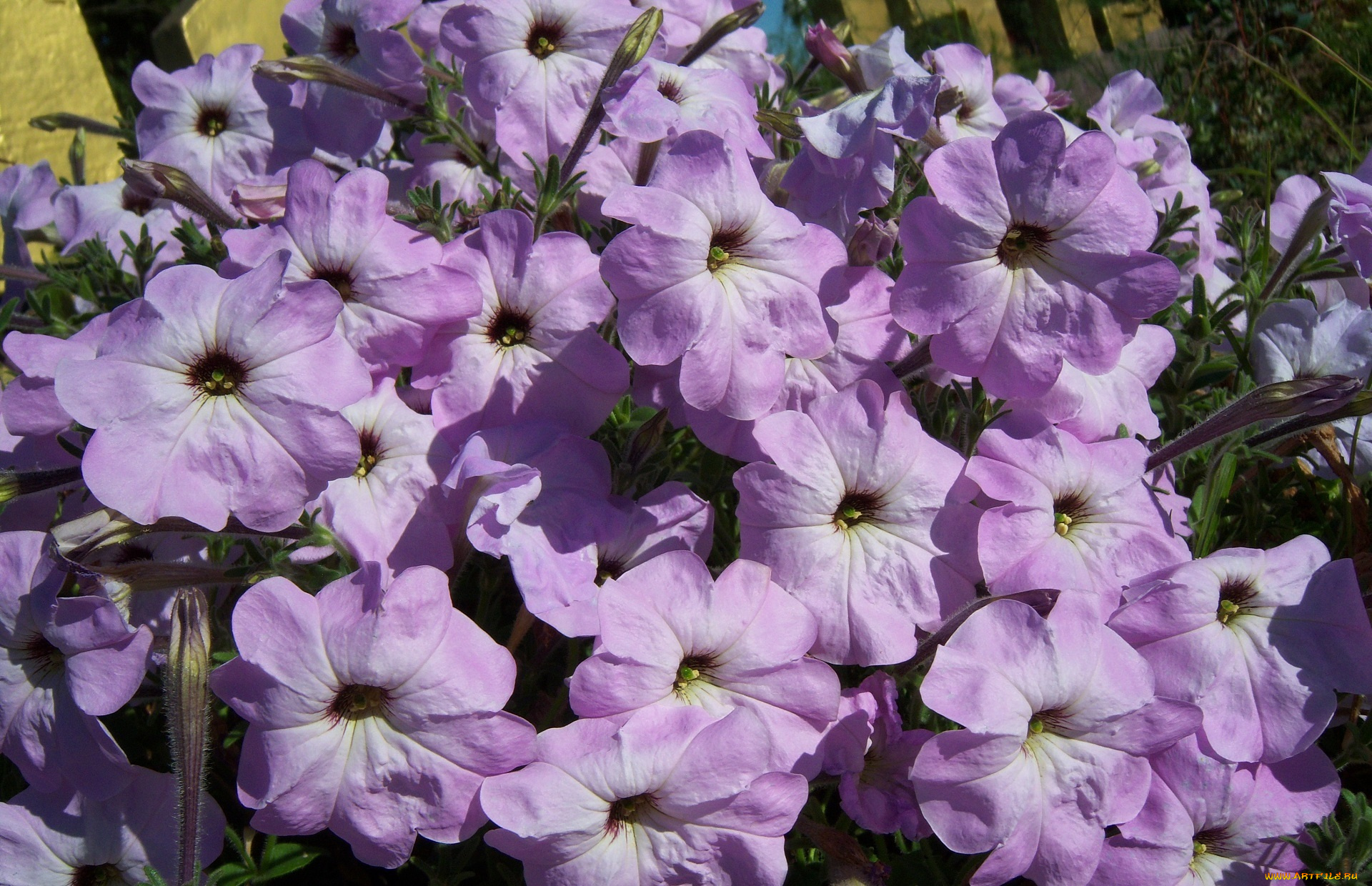 цветы, петунии, , калибрахоа, клумба