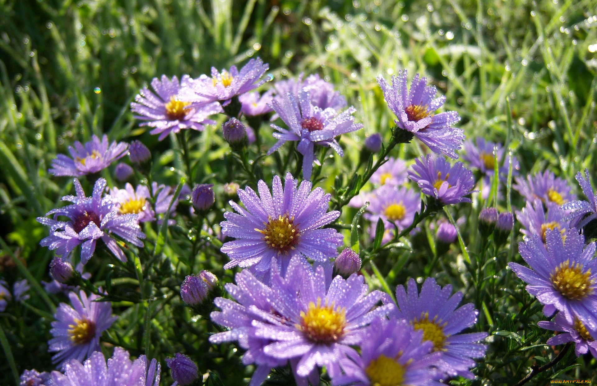 цветы, клумба